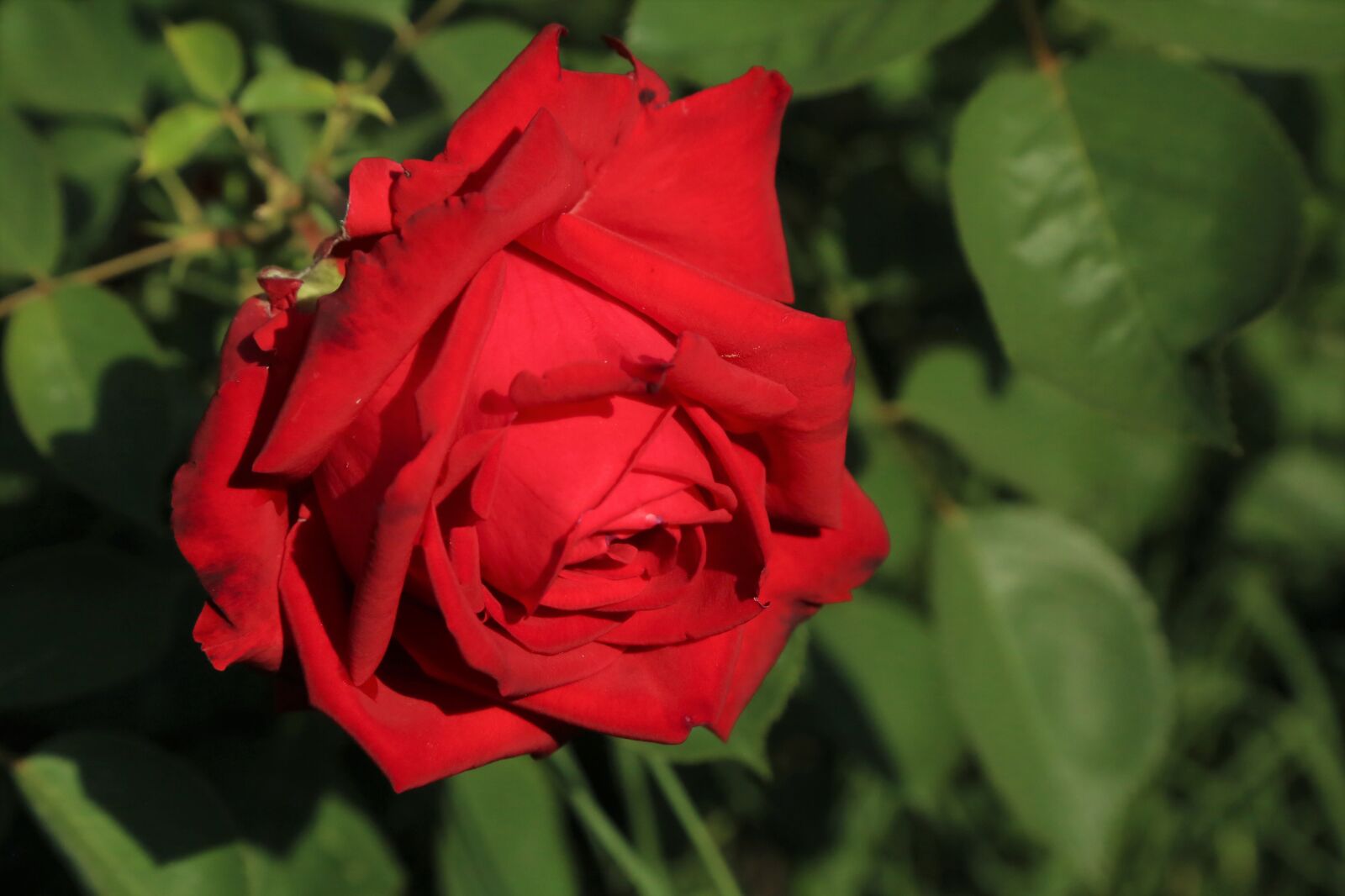 Canon EF 24-105mm F4L IS USM sample photo. Rose, flower, nature photography