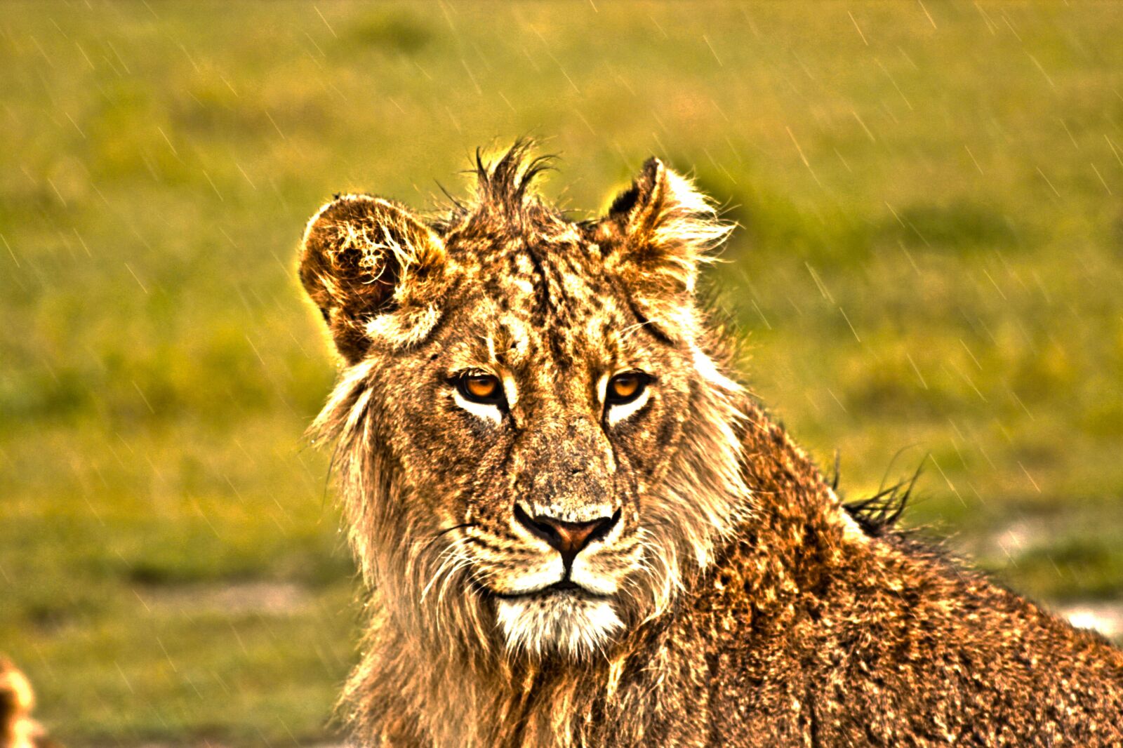 Canon EOS 600D (Rebel EOS T3i / EOS Kiss X5) sample photo. Lion, savannah, lioness photography