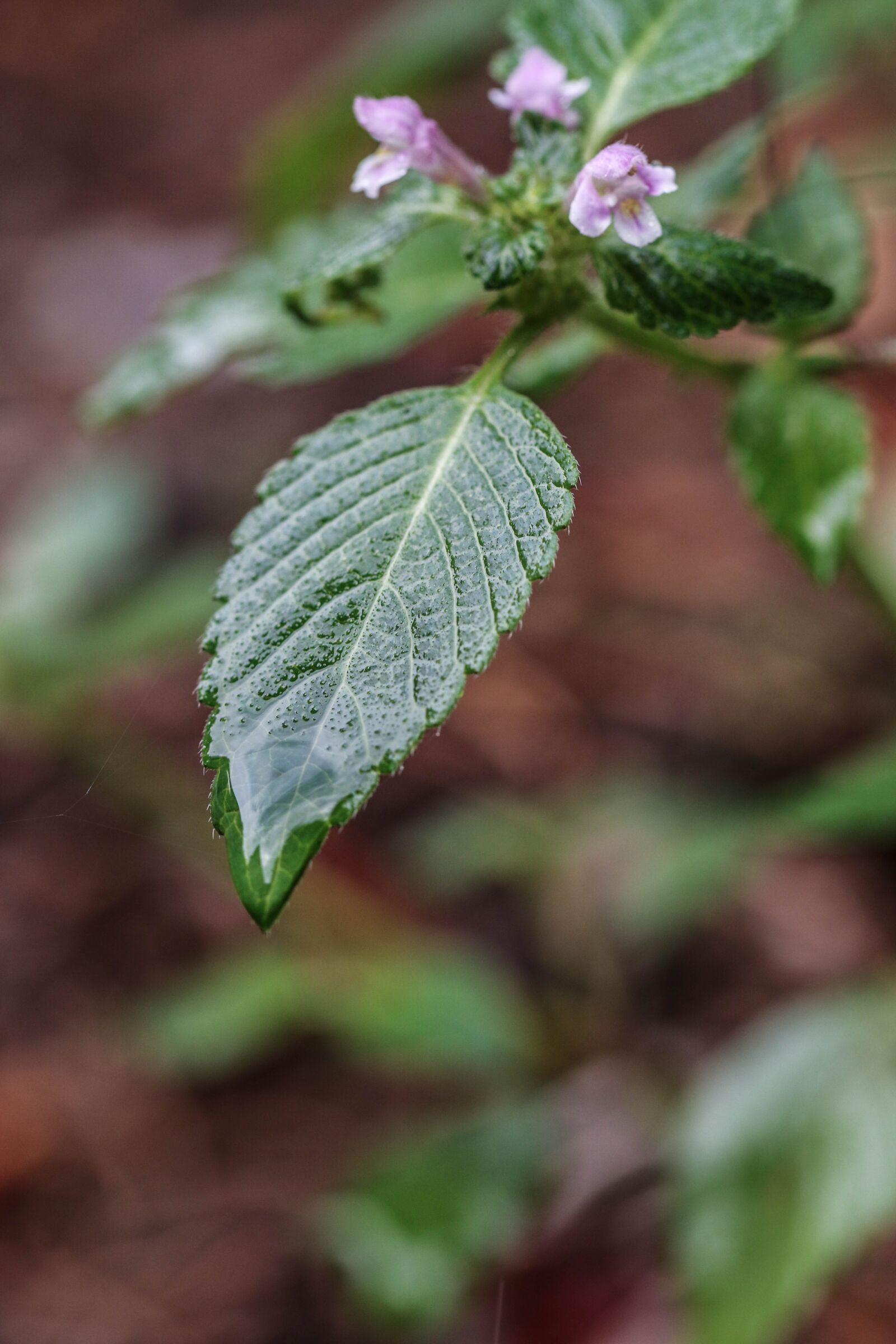 Canon EOS 7D Mark II sample photo. Plant, rain drop, summer photography