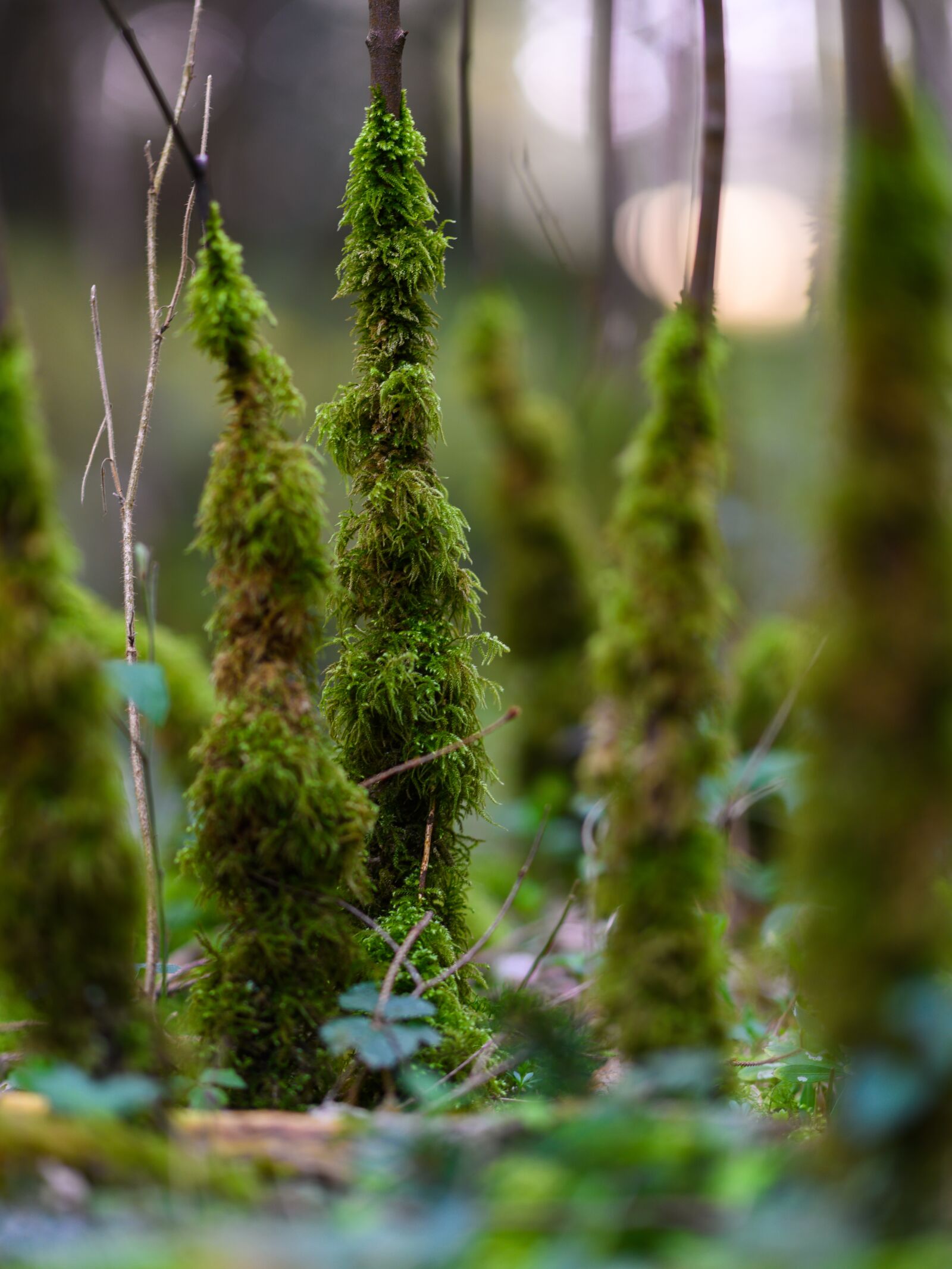 Nikon Z7 sample photo. Forest, moss, nature photography