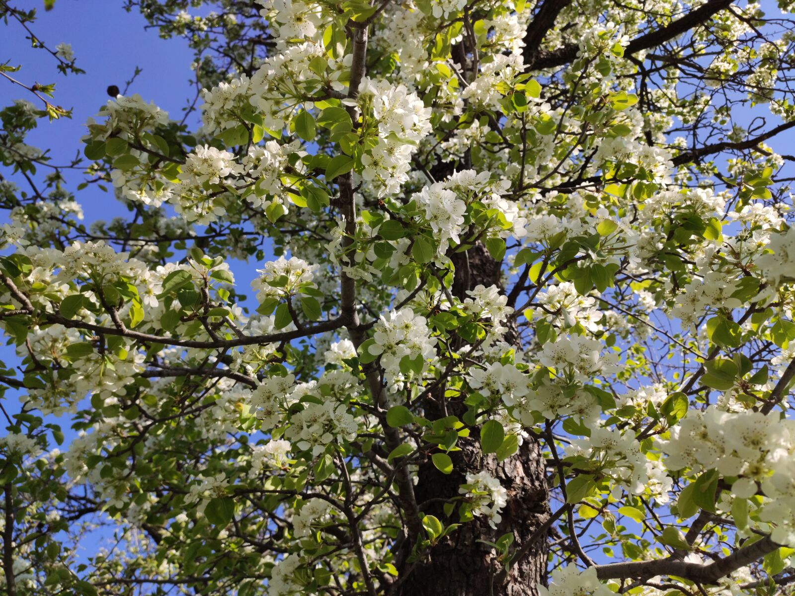 Xiaomi Mi 9T sample photo. Pear flowers, flowering tree photography