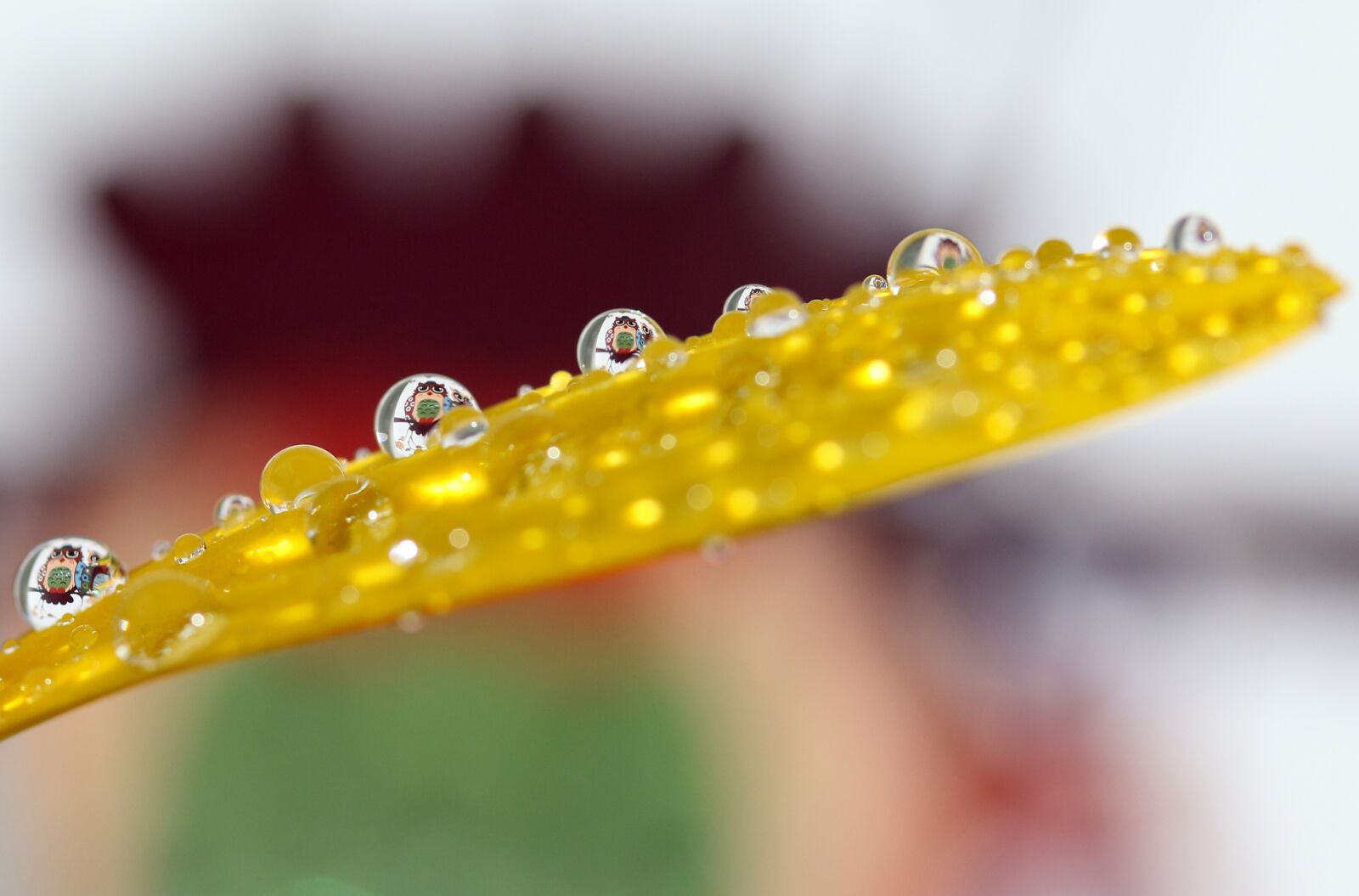 Canon EF-S 60mm F2.8 Macro USM sample photo. Owl, drops, macro photography