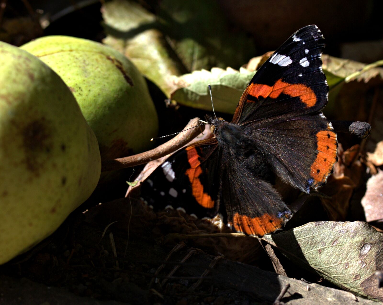 Canon EF-S 60mm F2.8 Macro USM sample photo. Butterfly, food, para photography