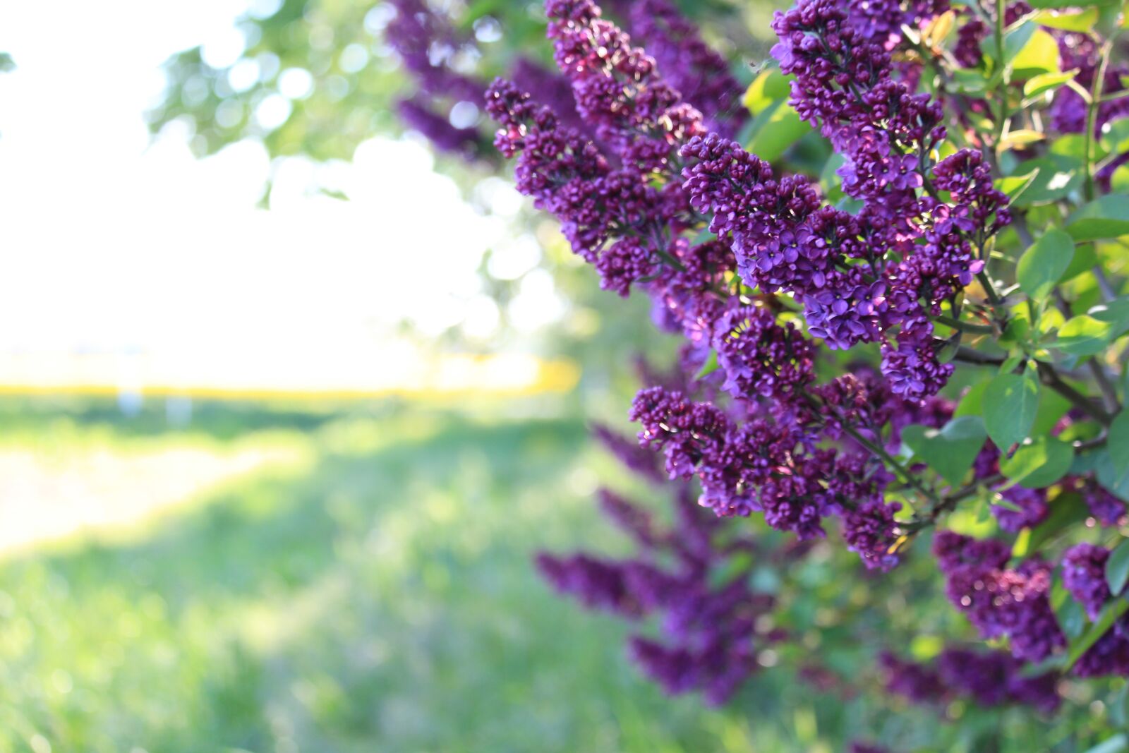 Canon EOS 700D (EOS Rebel T5i / EOS Kiss X7i) sample photo. Lilac, lane, spring photography