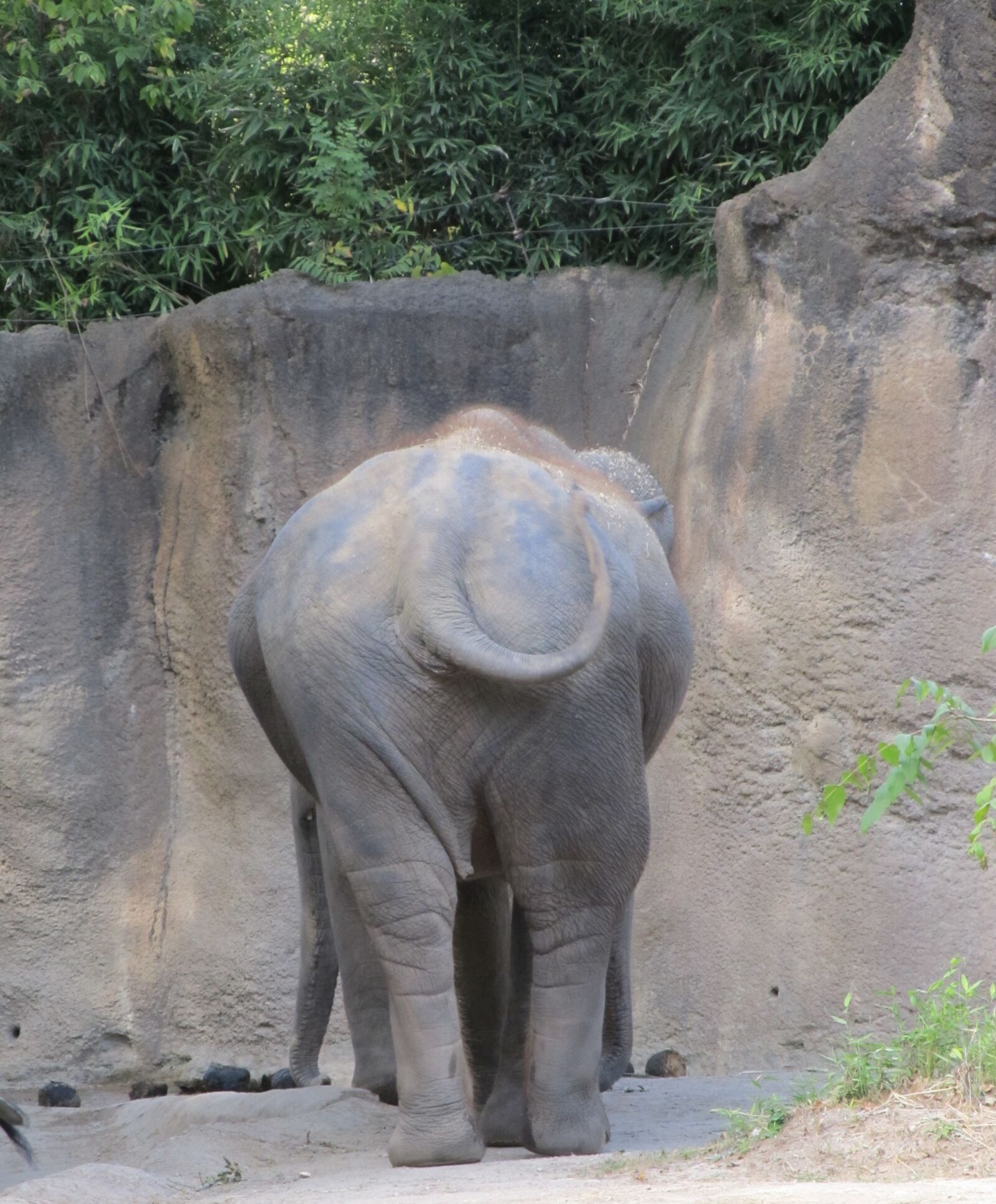 Canon PowerShot SX130 IS sample photo. Elephant, rear, tail photography
