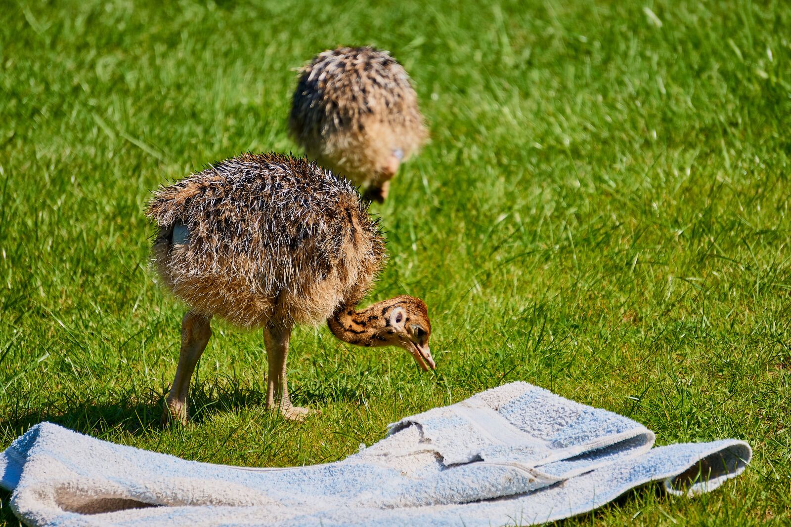 Sony E 55-210mm F4.5-6.3 OSS sample photo. Bouquet, chicks, baby photography
