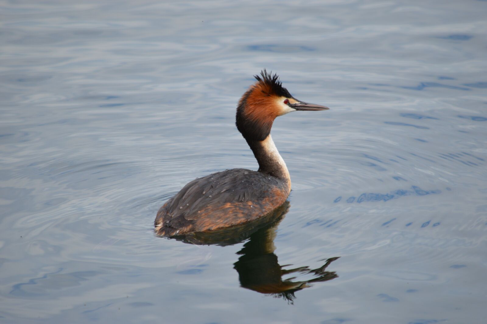 Nikon D3200 sample photo. Bird, lake, water photography