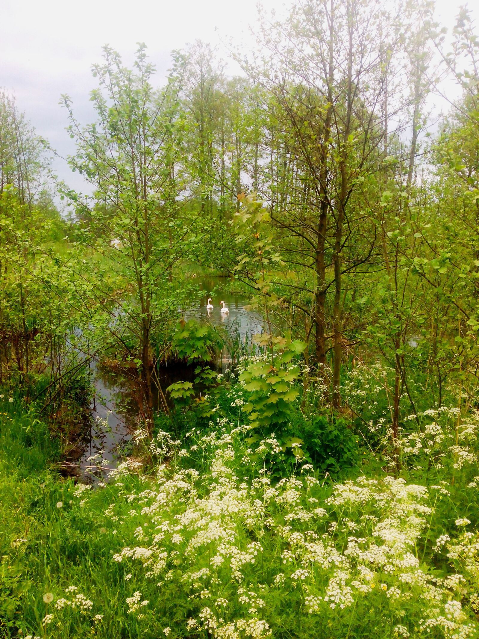 HUAWEI Hol-U19 sample photo. Drzewa, wiosna, rzeka photography