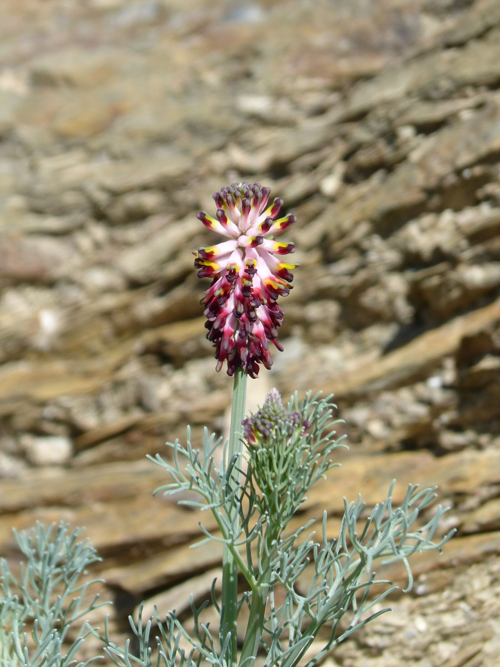 Panasonic DMC-FZ62 sample photo. Wild flower, rock, beauty photography