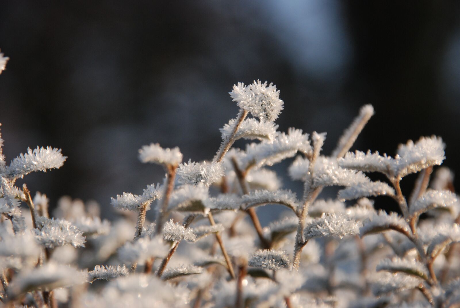 Nikon D80 sample photo. Winter, frost, freeze photography