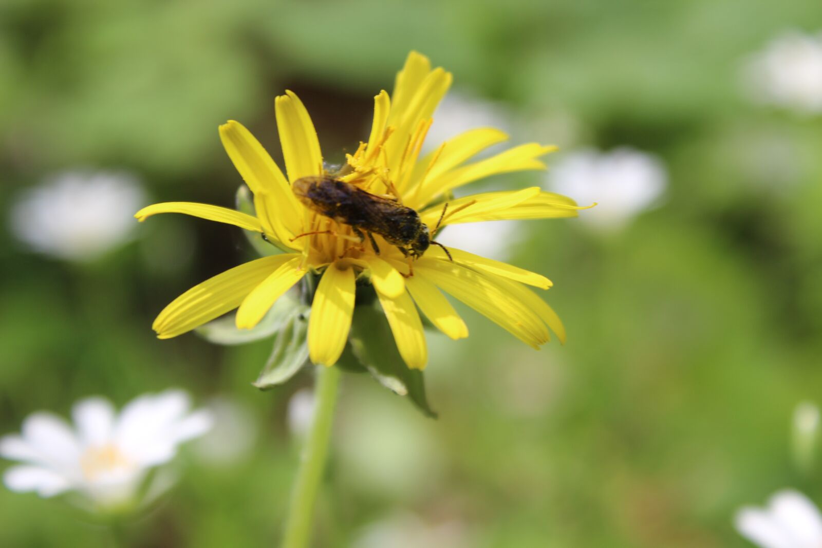 Canon EOS 600D (Rebel EOS T3i / EOS Kiss X5) sample photo. Dandelion, forest, spring photography