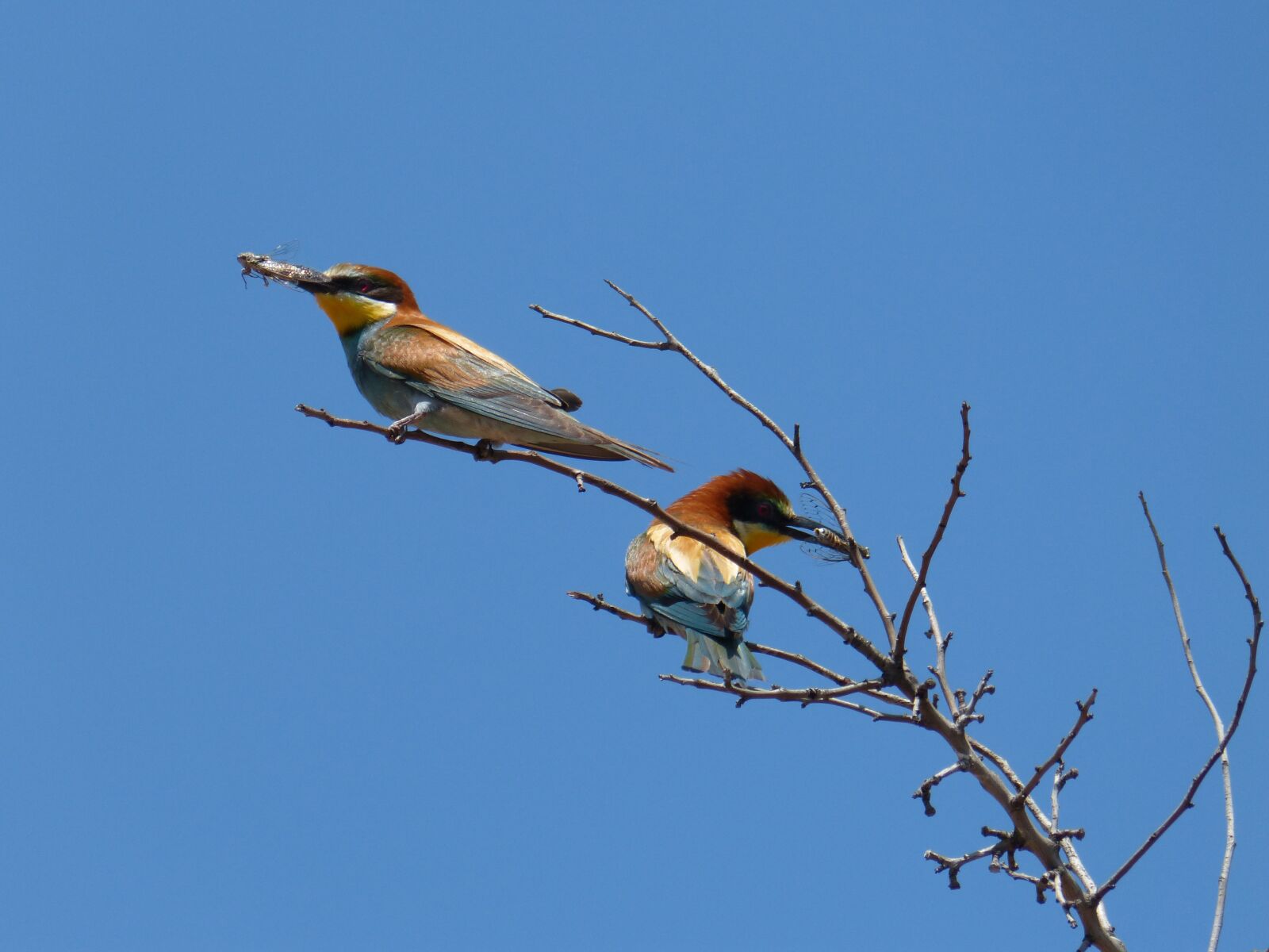 Panasonic DMC-FZ62 sample photo. Bee-eater, abellerol, merops apiaster photography