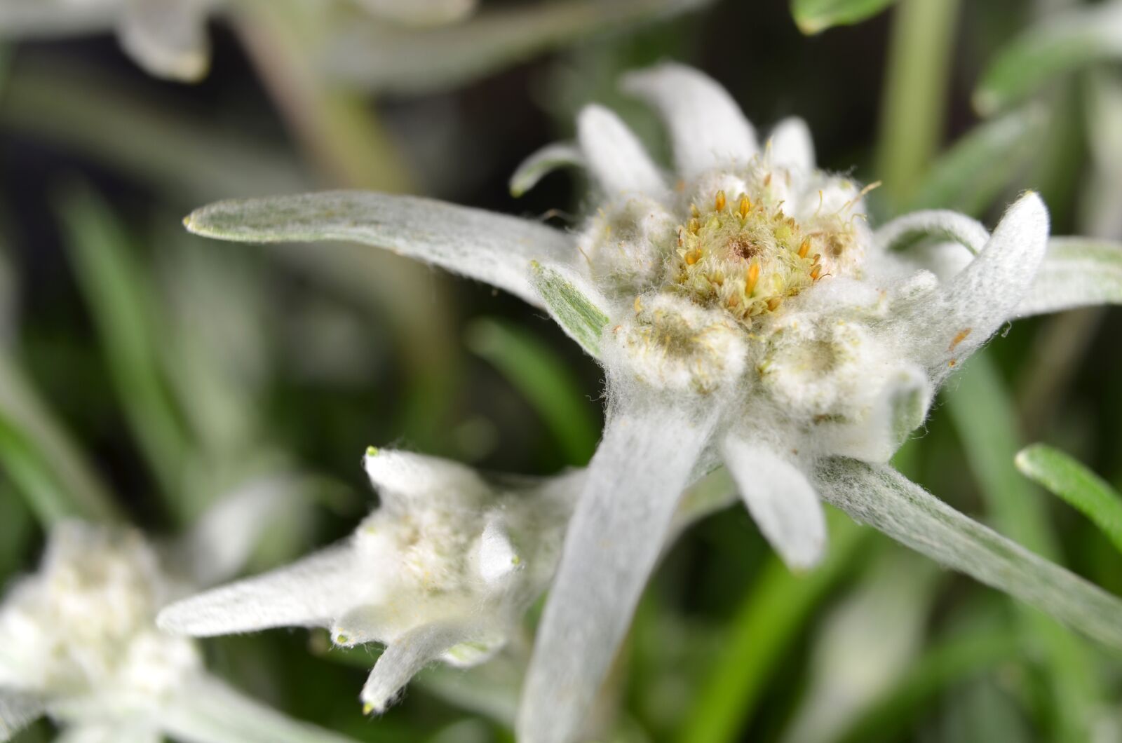 Nikon D5100 sample photo. Edelweiss, edelweiss of the photography