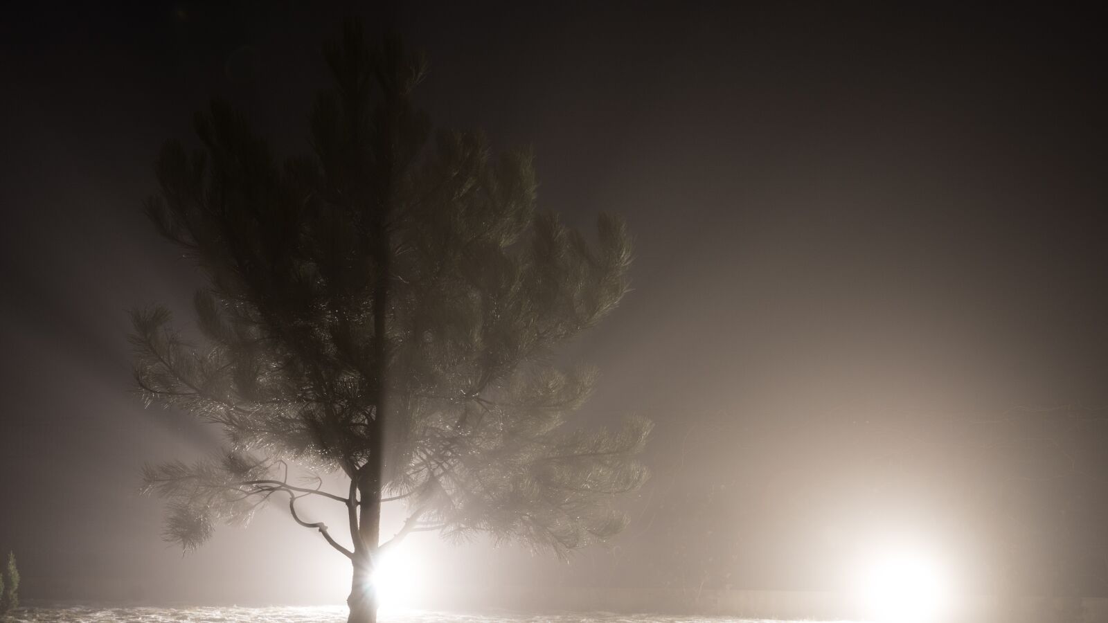 Sony DT 16-50mm F2.8 SSM sample photo. Foog, nature, night, pine photography