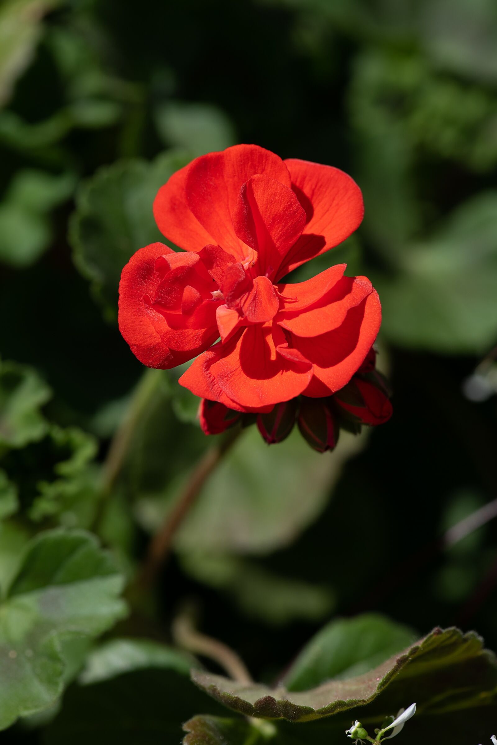 Nikon D750 sample photo. Flower, red, red flower photography