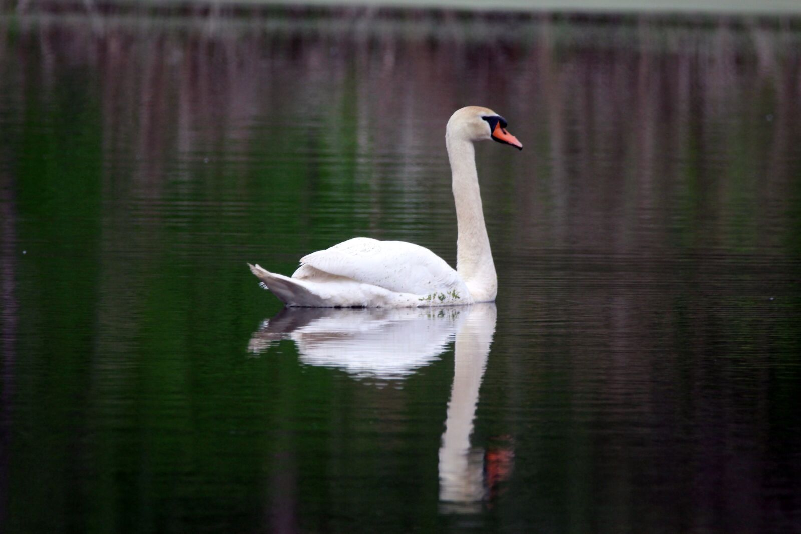 150-600mm F5-6.3 DG OS HSM | Contemporary 015 sample photo. Swan, bird, animal photography