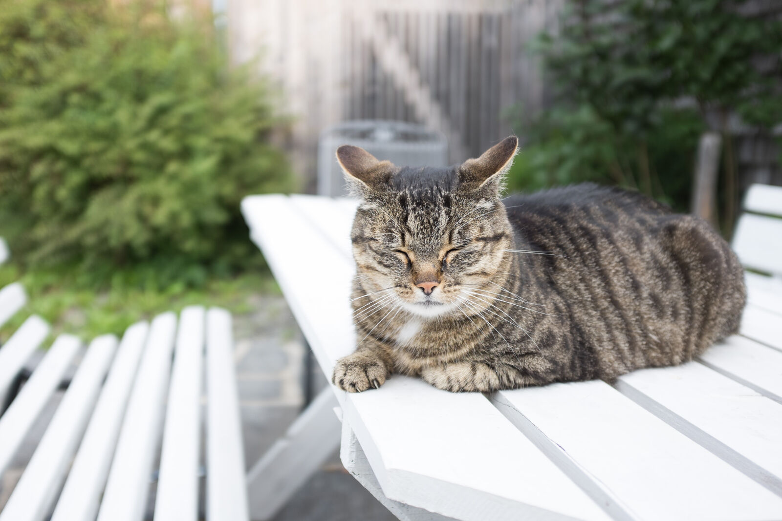 Fujifilm X100S sample photo. Animal, bench, cat, cats photography