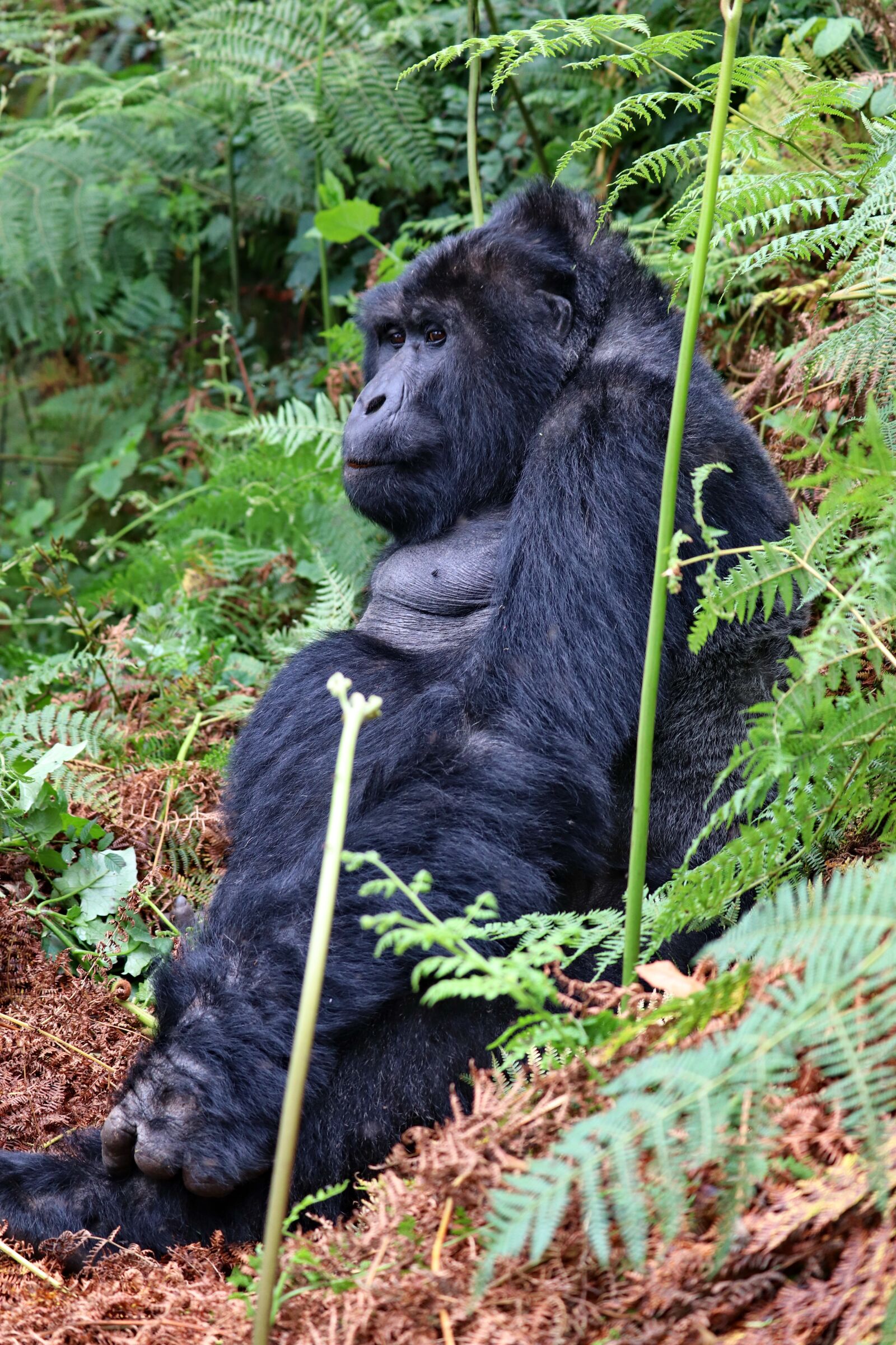 Canon EOS 200D (EOS Rebel SL2 / EOS Kiss X9) sample photo. Silverback, gorilla, uganda photography