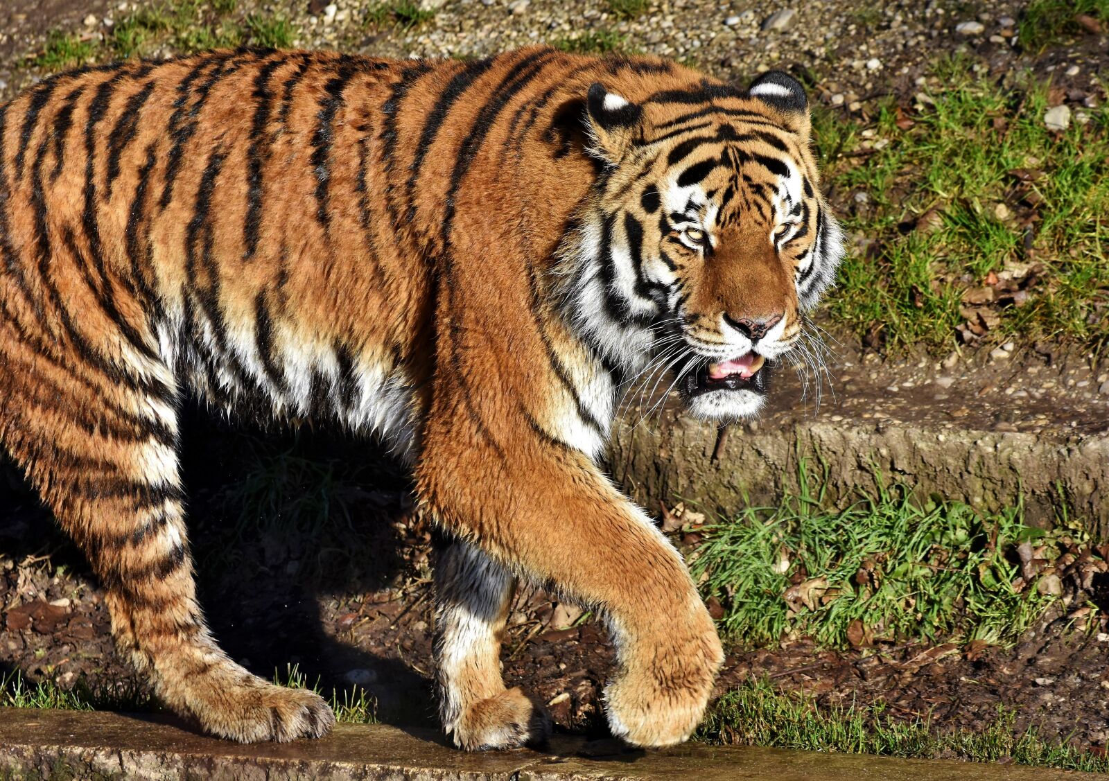 Nikon D7200 sample photo. Tiger, big cat, predator photography