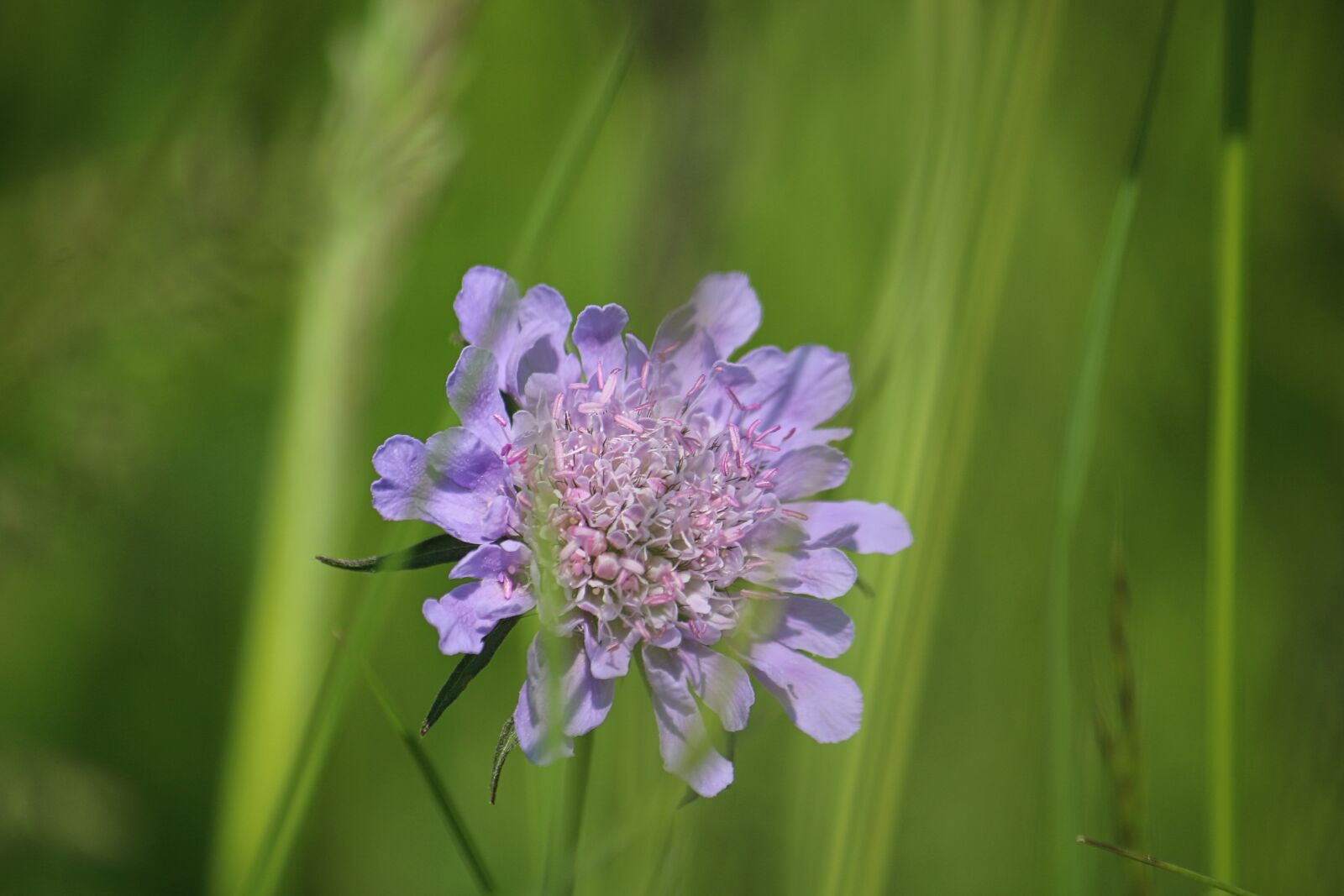 Canon EOS 70D + Canon EF-S 55-250mm F4-5.6 IS sample photo. Meadow, flower, blossom photography