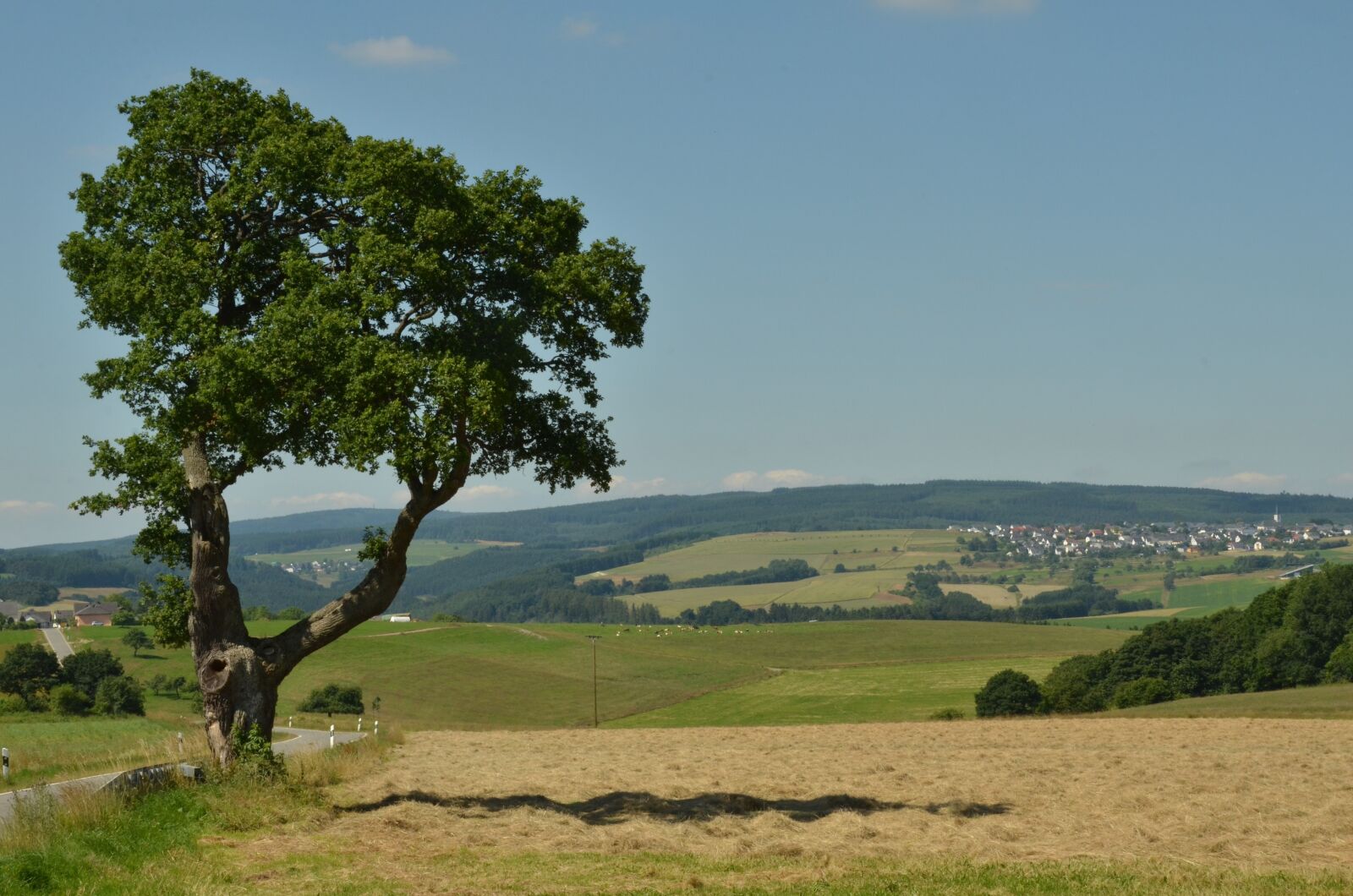 Nikon D7000 sample photo. Tree, landscape, nature photography