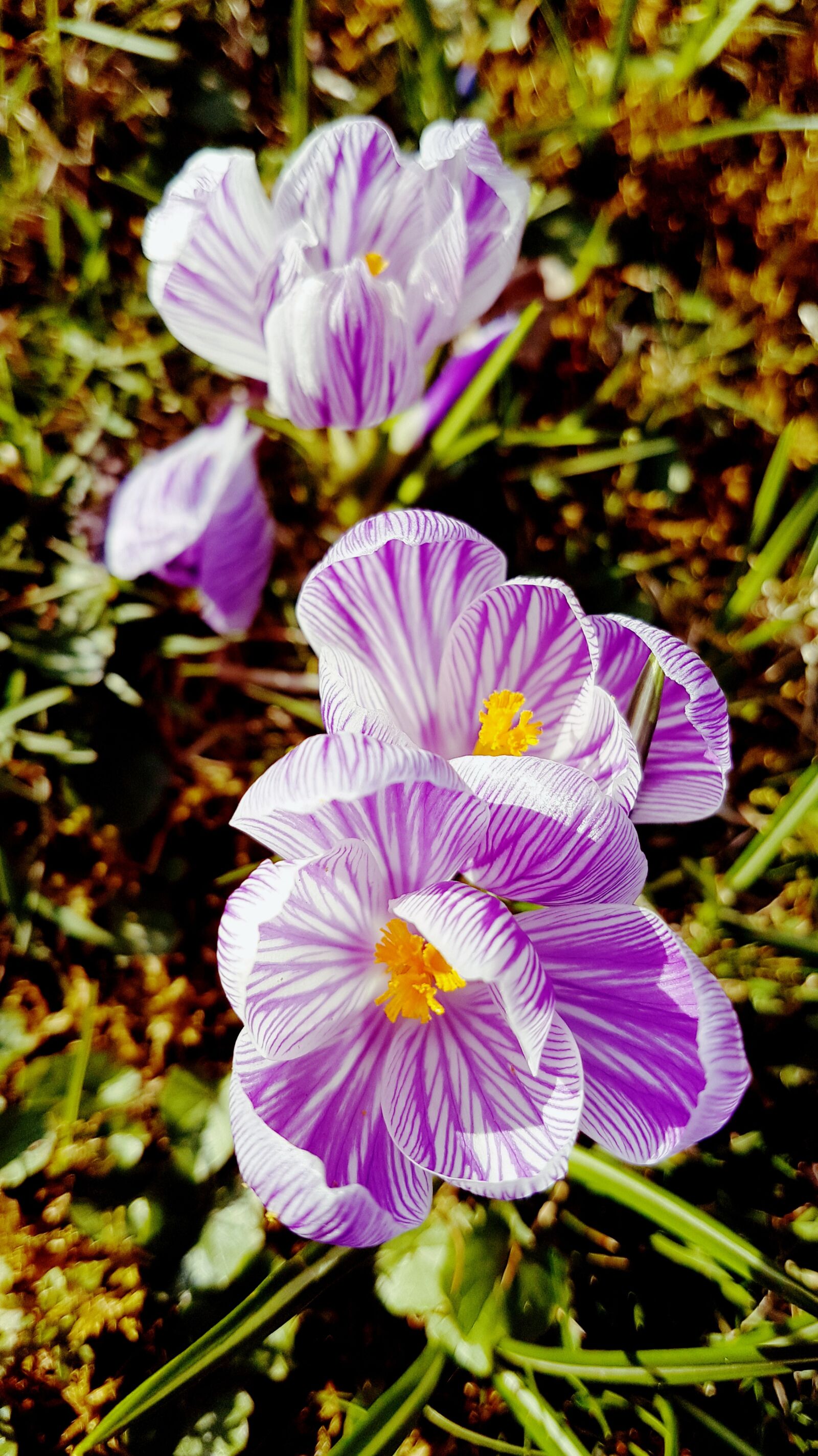 Samsung Galaxy S7 Edge sample photo. Crocus, spring, nature photography