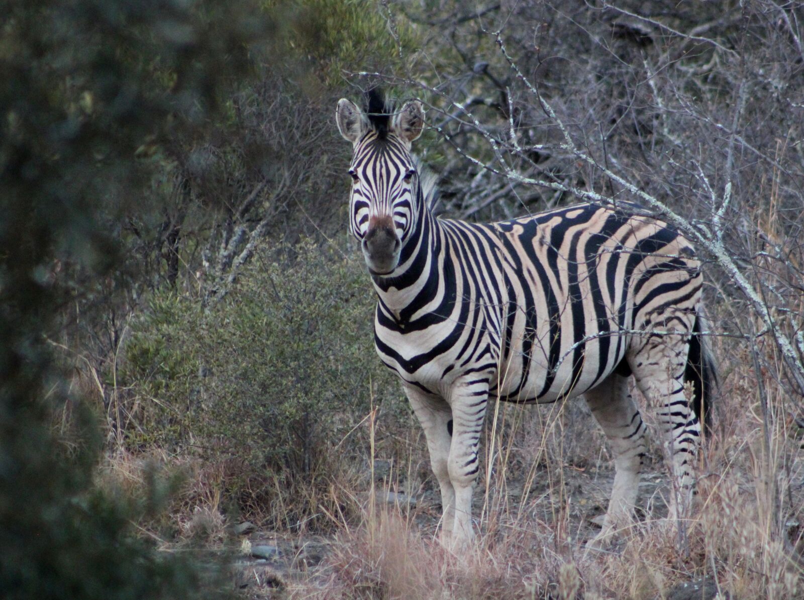 Canon EOS 2000D (EOS Rebel T7 / EOS Kiss X90 / EOS 1500D) sample photo. Zebra, game, wildlife photography