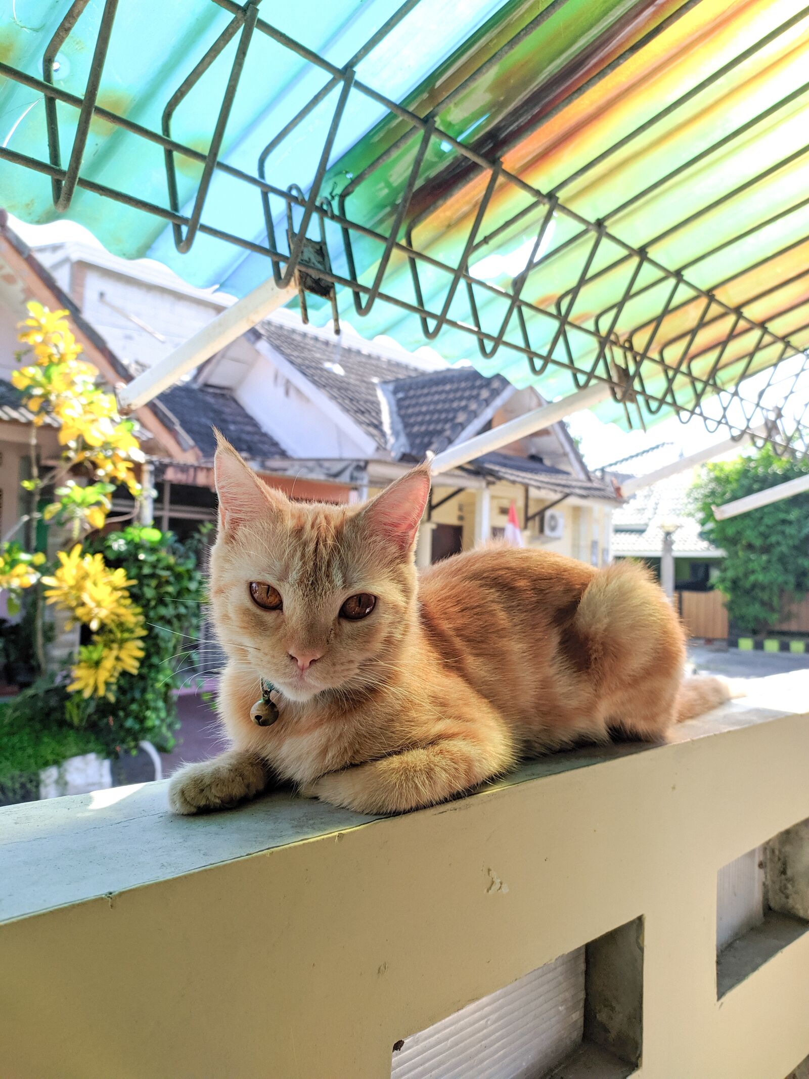 Xiaomi Redmi Note 7 sample photo. Cat, pet, friend photography
