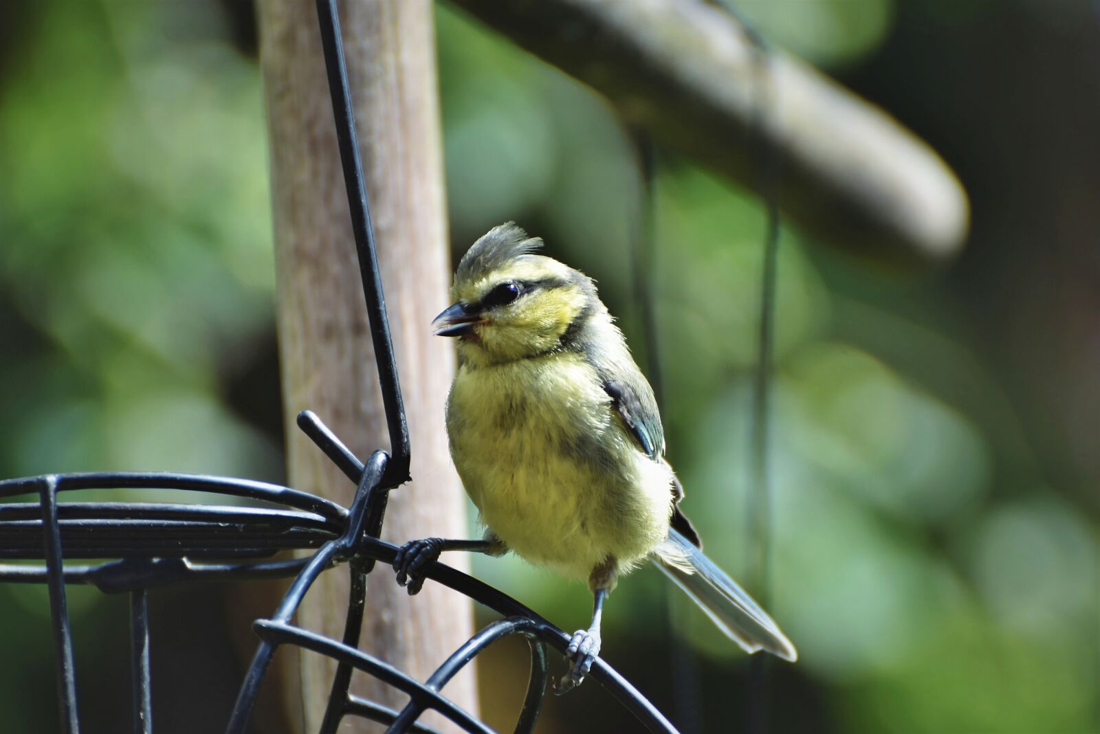 Nikon D7200 sample photo. Tit, songbird, small bird photography