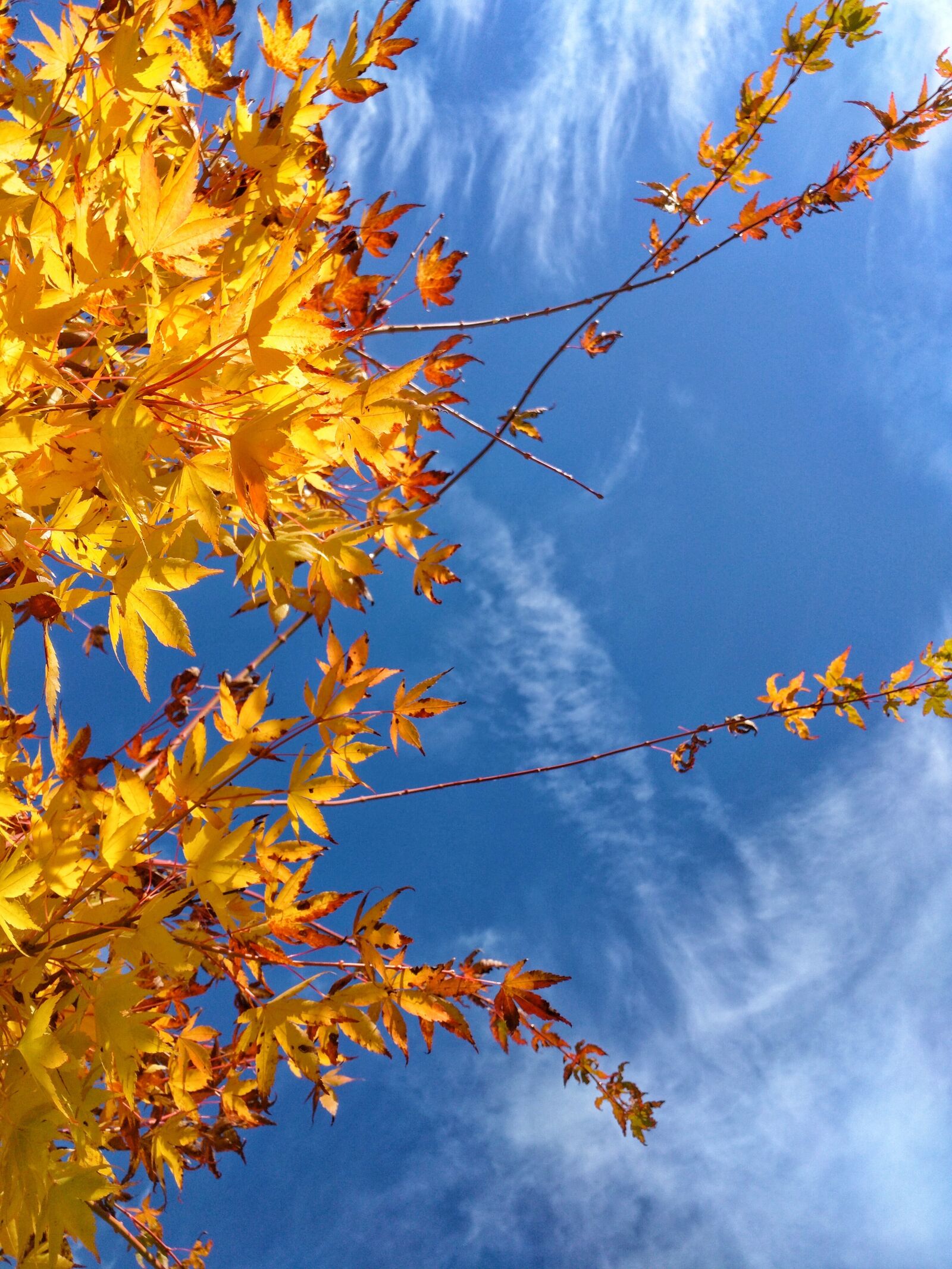 Motorola Nexus 6 sample photo. Acertree, acer, tree photography