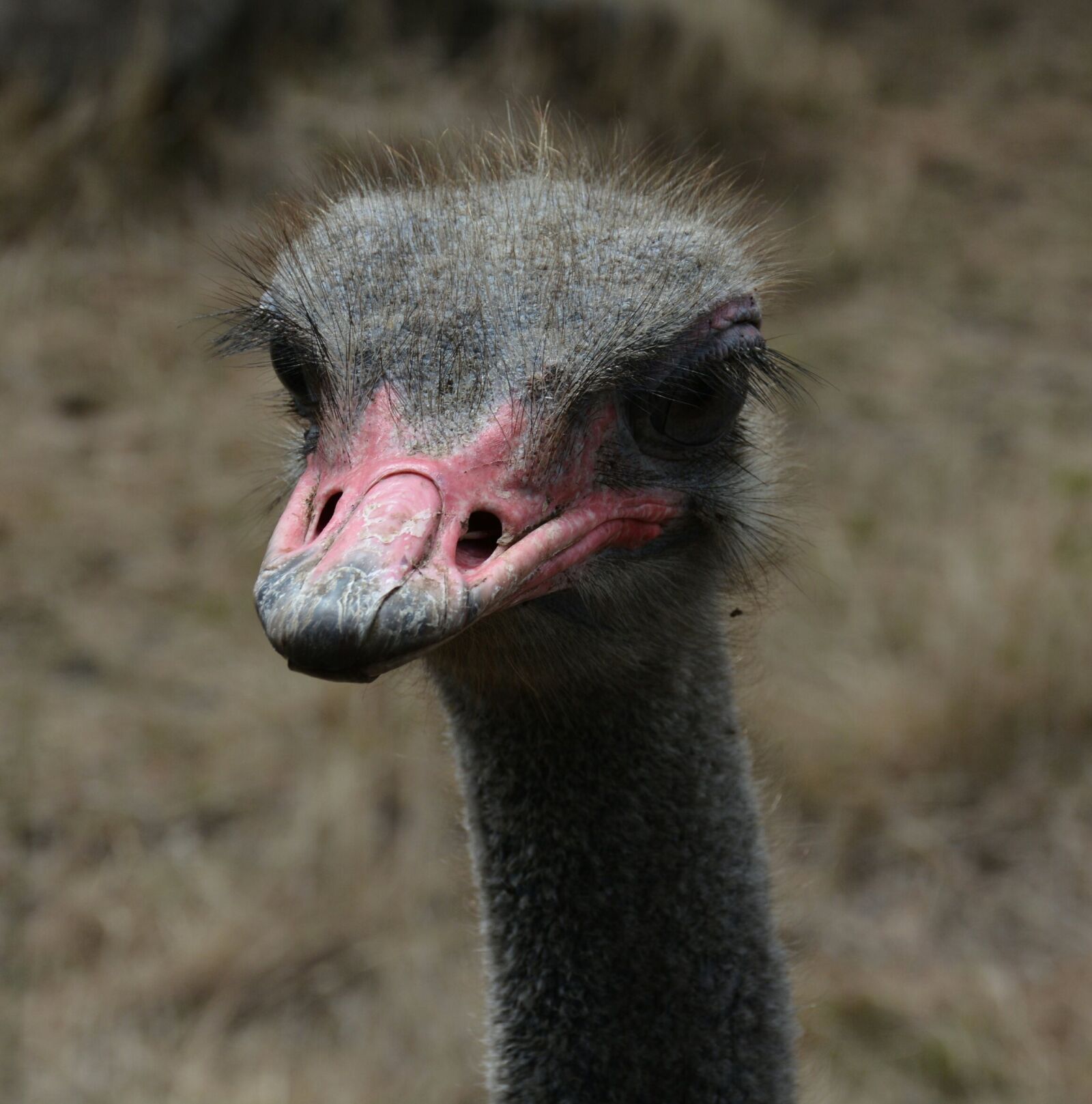 Nikon D7100 sample photo. Ostrich, red, beak photography
