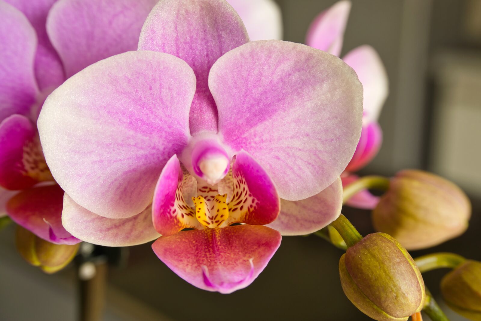 Sony a6000 sample photo. Flower, plant, nature photography