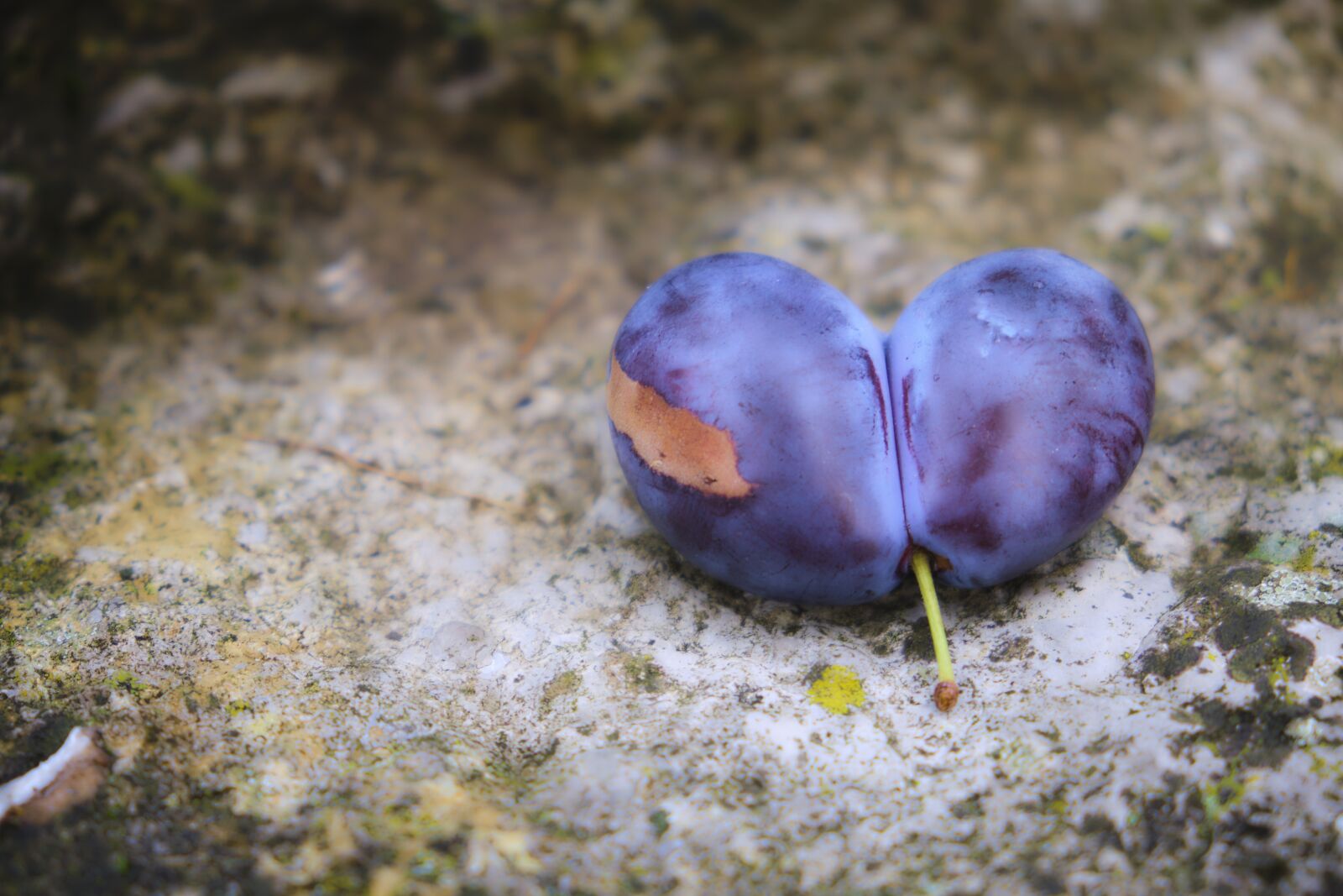 Fujifilm XF 18-55mm F2.8-4 R LM OIS sample photo. Plum, heart, double photography
