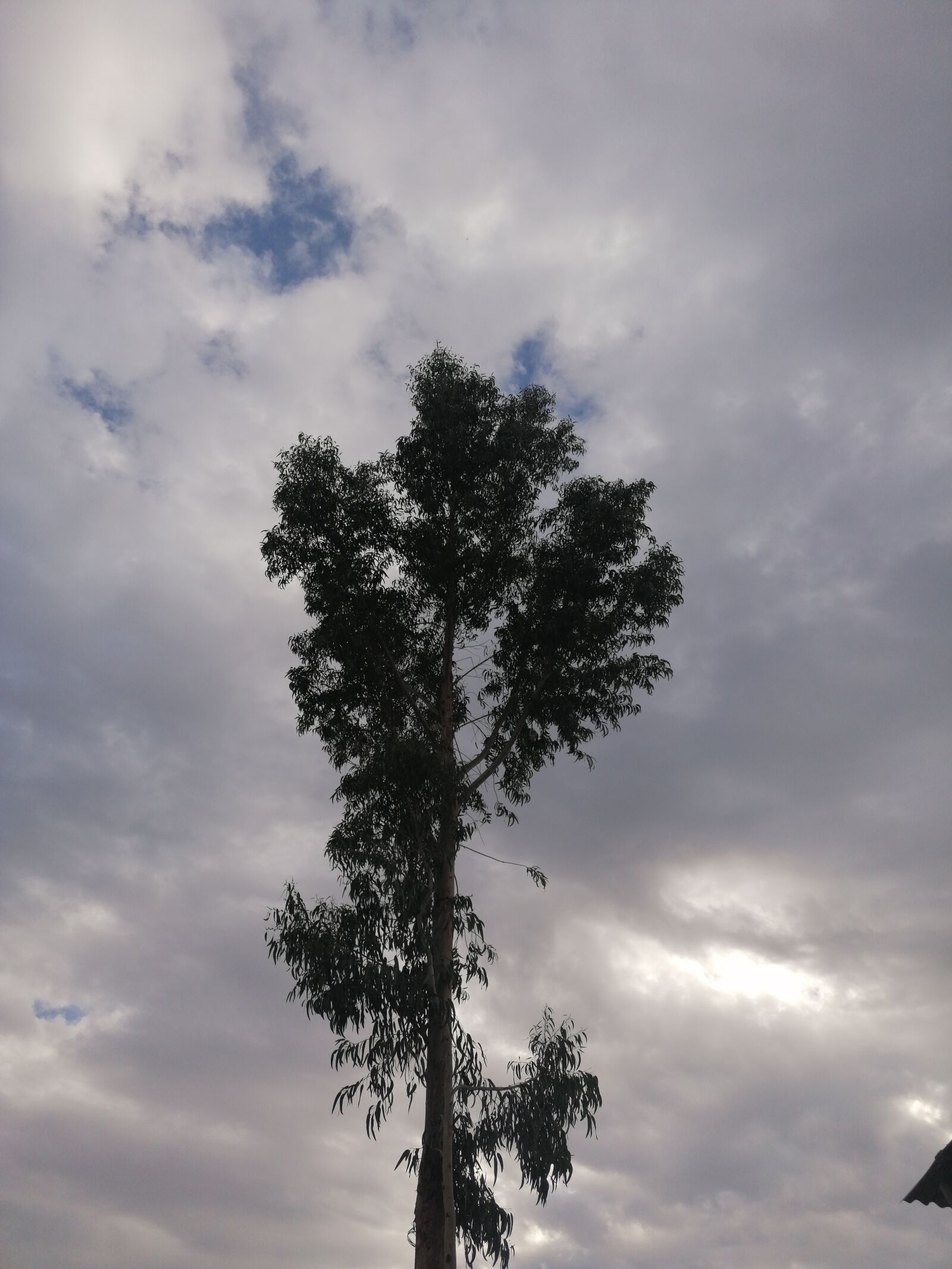 HUAWEI P30 LITE sample photo. Eucalipto, árbol, planta photography