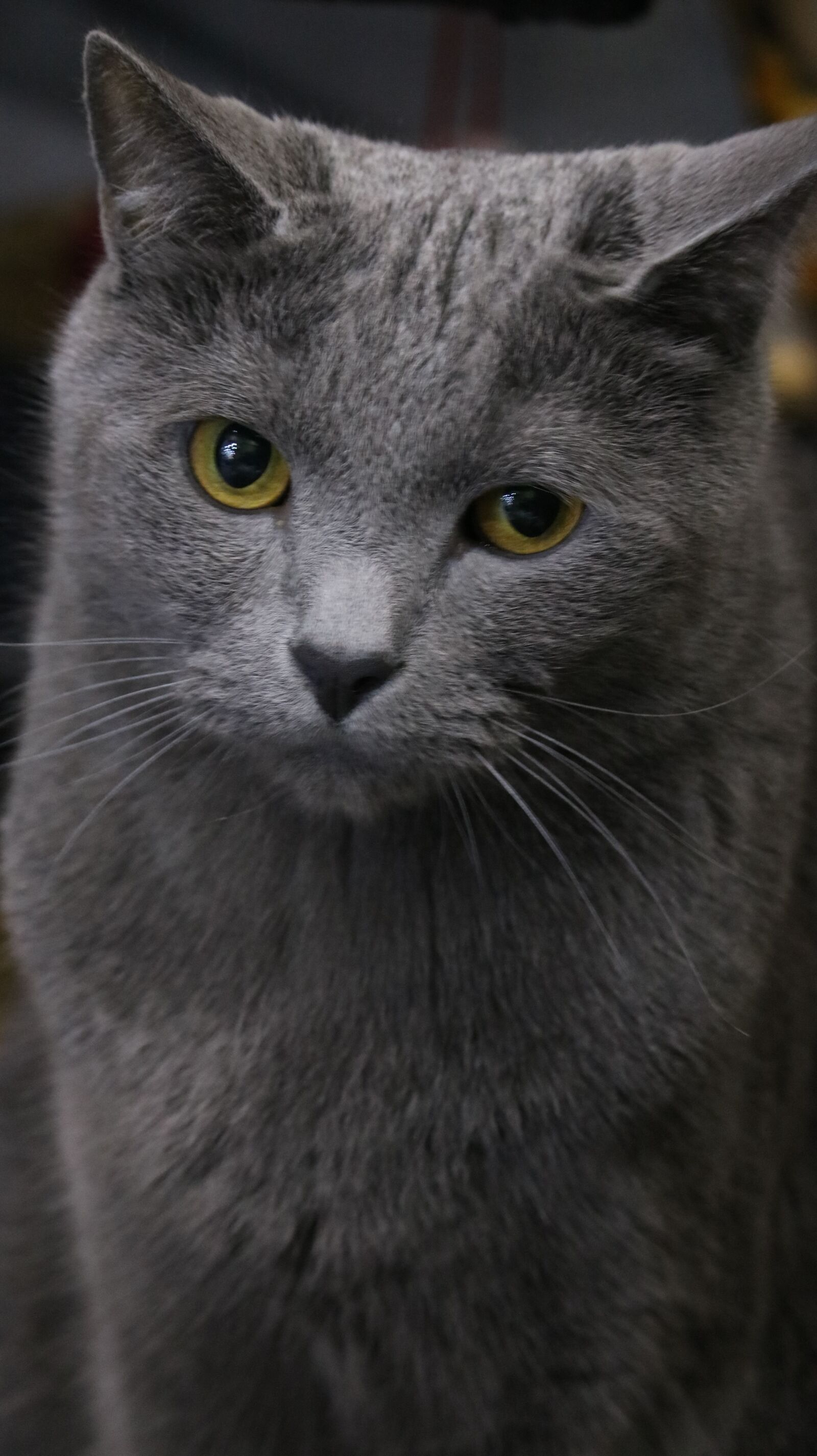 Canon EOS 750D (EOS Rebel T6i / EOS Kiss X8i) sample photo. Mammals, animal, cat photography