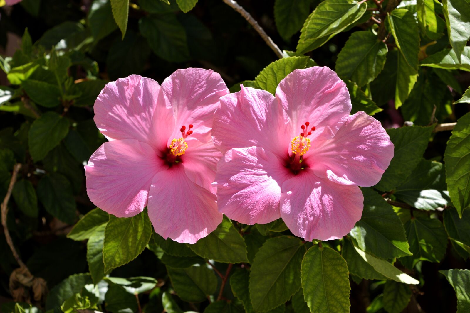 Nikon D3300 sample photo. Pink hibiscus, flower, floral photography
