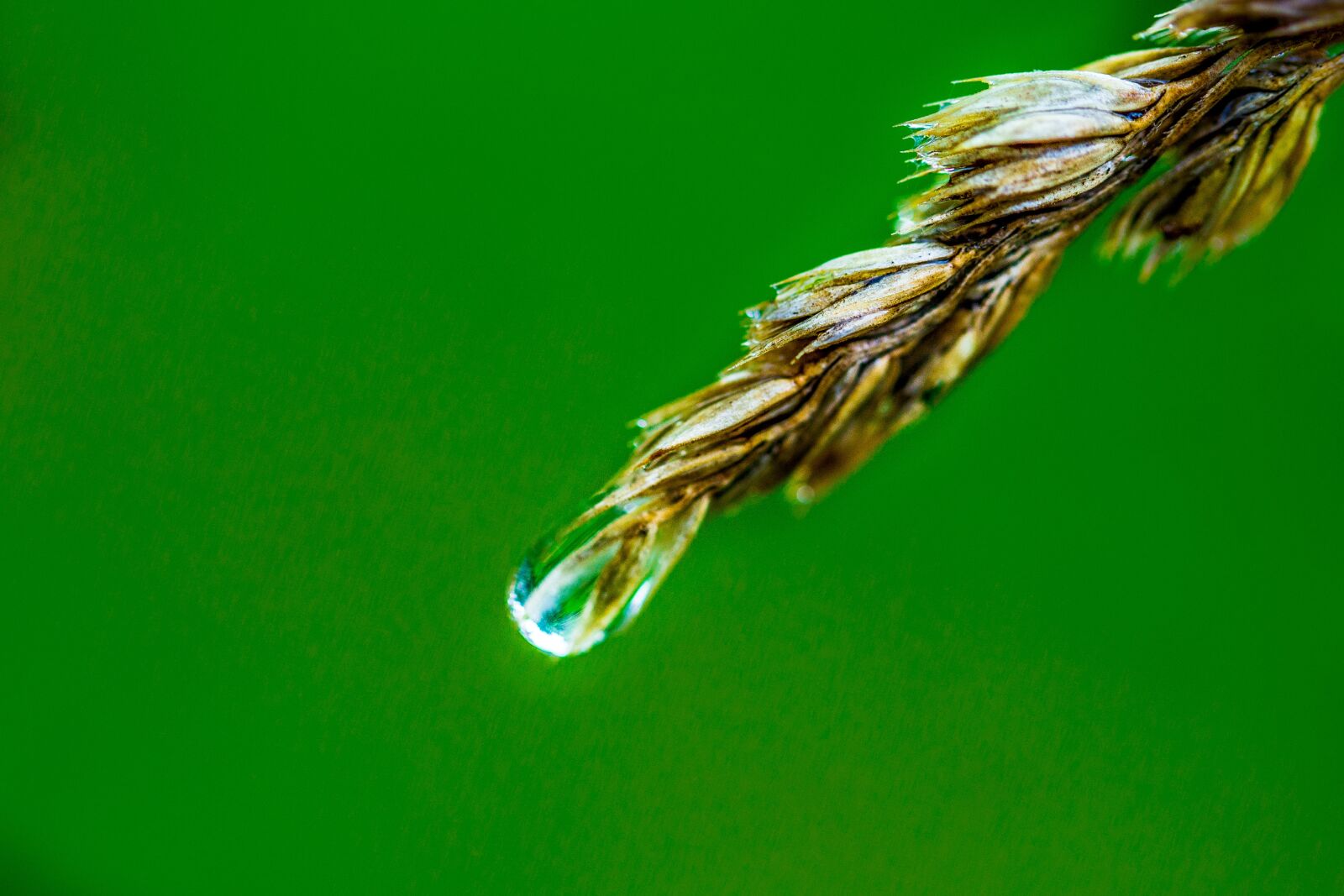 Canon EF 100mm F2.8L Macro IS USM sample photo. Wallpaper, no person, nature photography