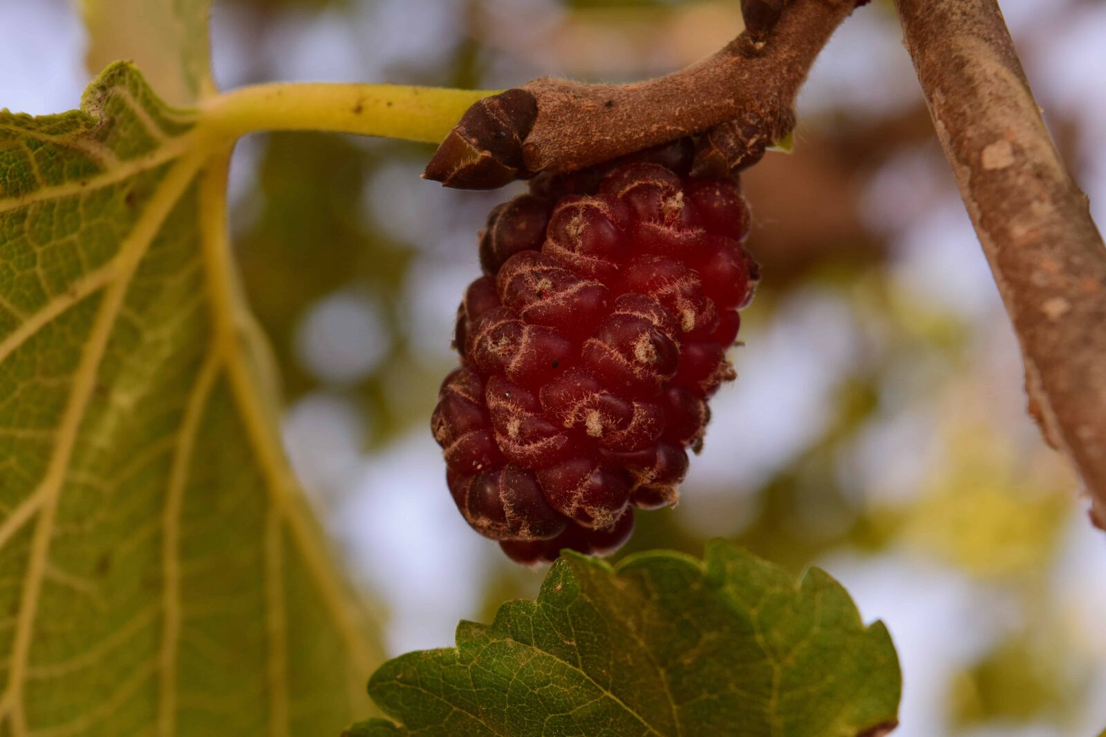 Nikon D3300 sample photo. Leaf, fruit, food, tree photography