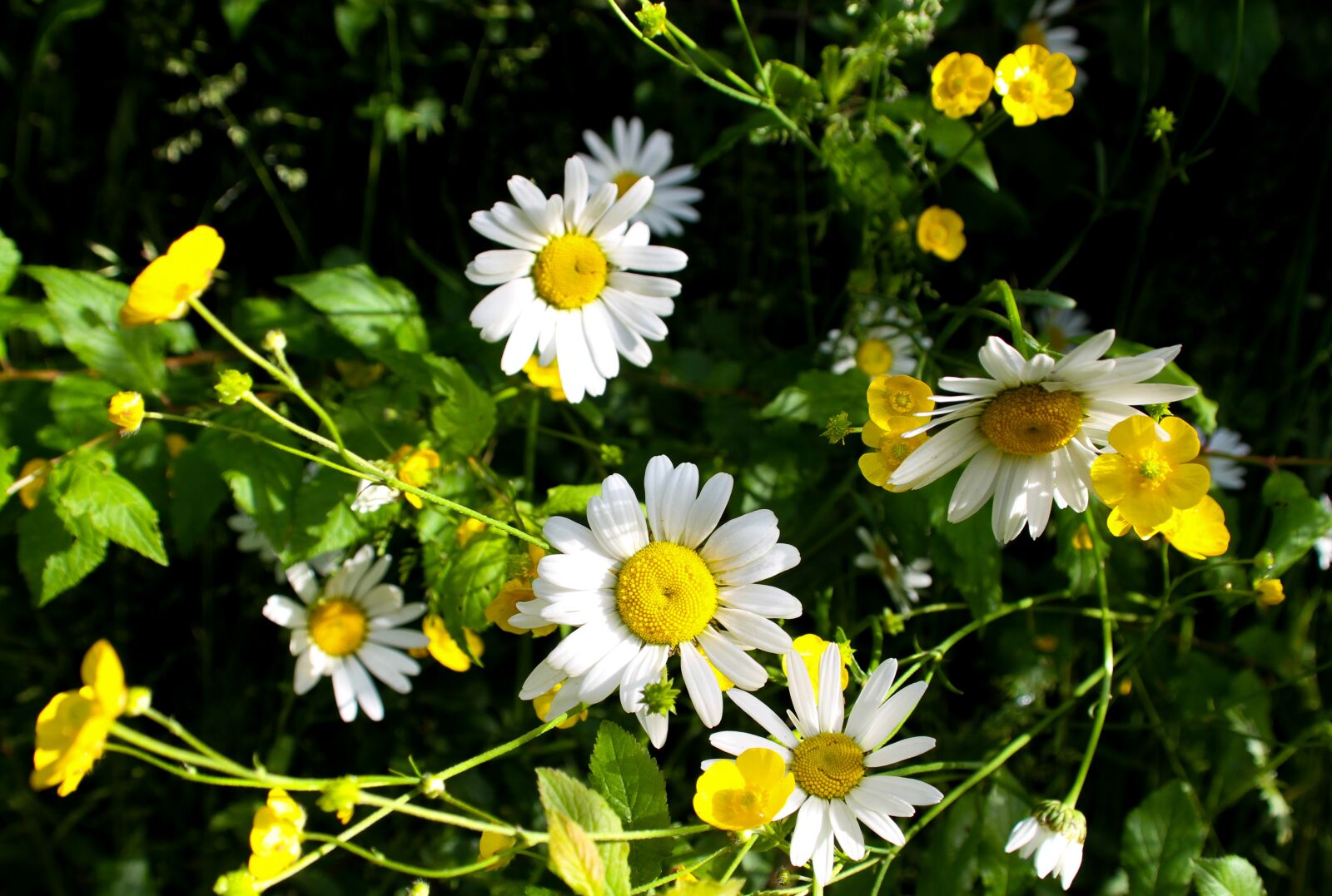 Canon EOS 7D sample photo. Daisy, wild, flowers photography