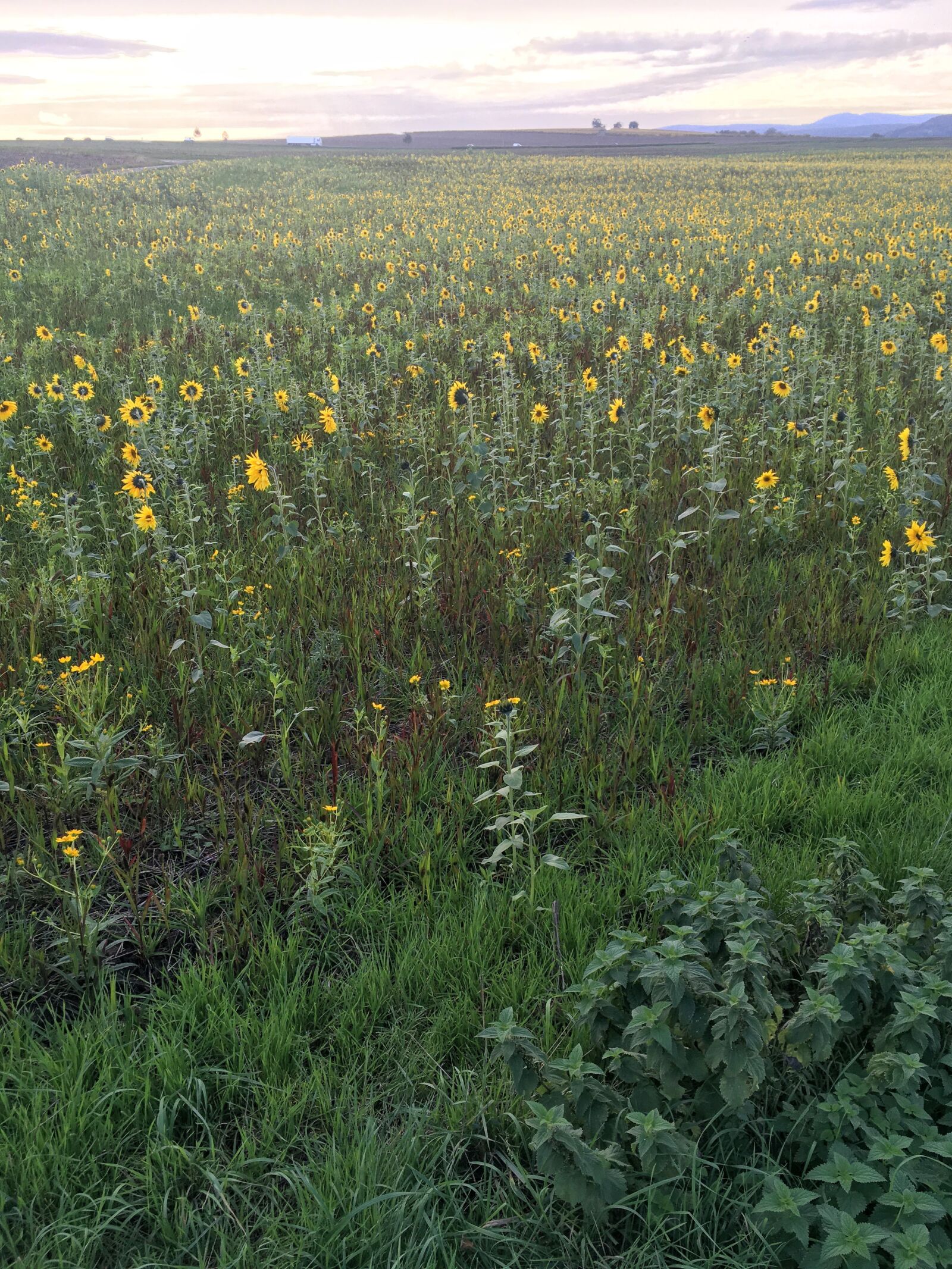 iPhone SE back camera 4.15mm f/2.2 sample photo. Sunflower, field, evening photography
