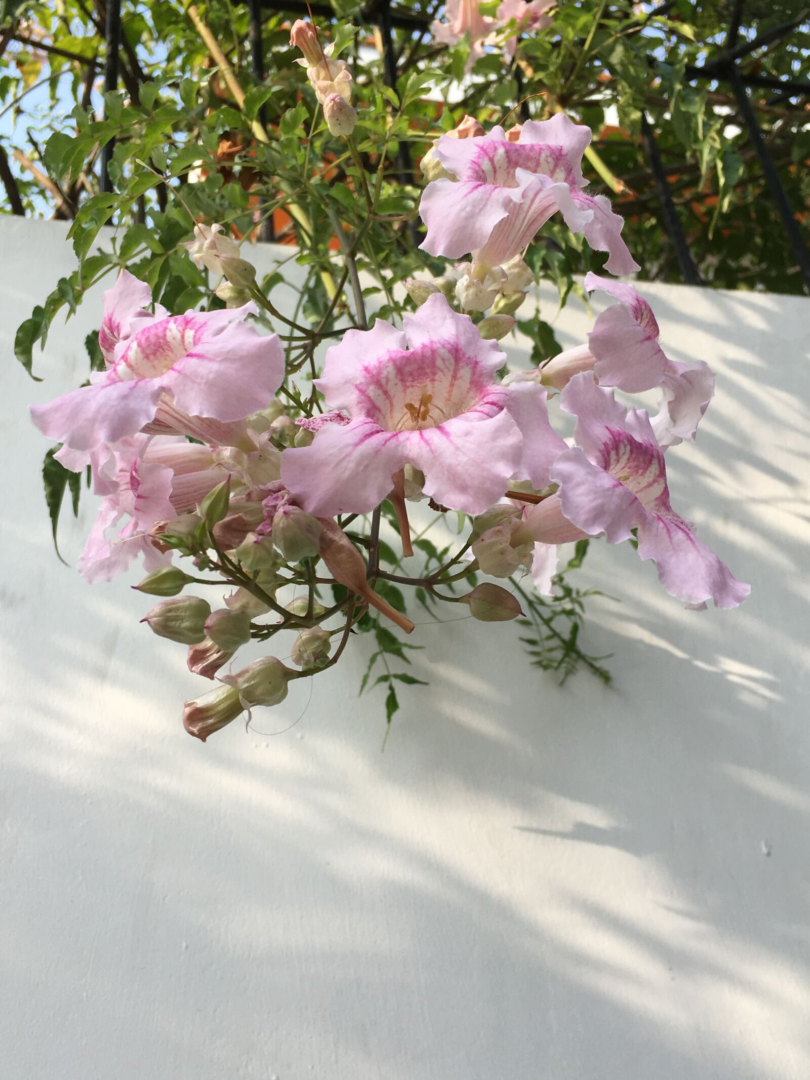 Apple iPhone SE sample photo. Nature, plants, flowers photography