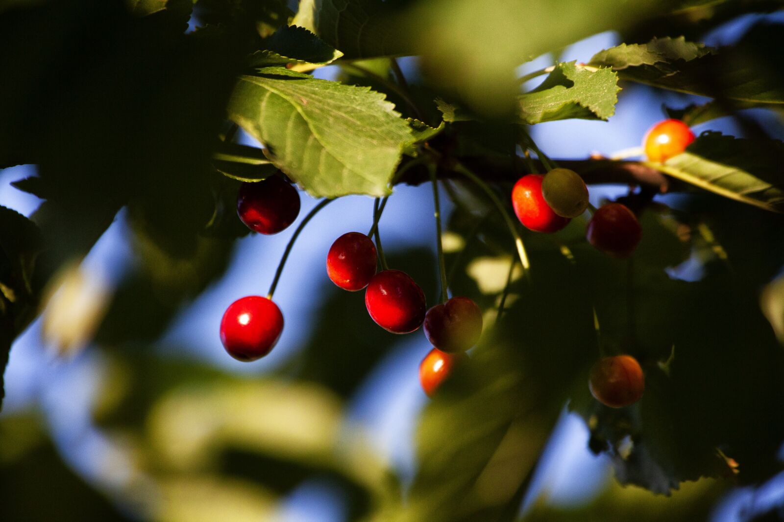 Canon EOS 5D Mark II sample photo. Cherry, color, colorful photography