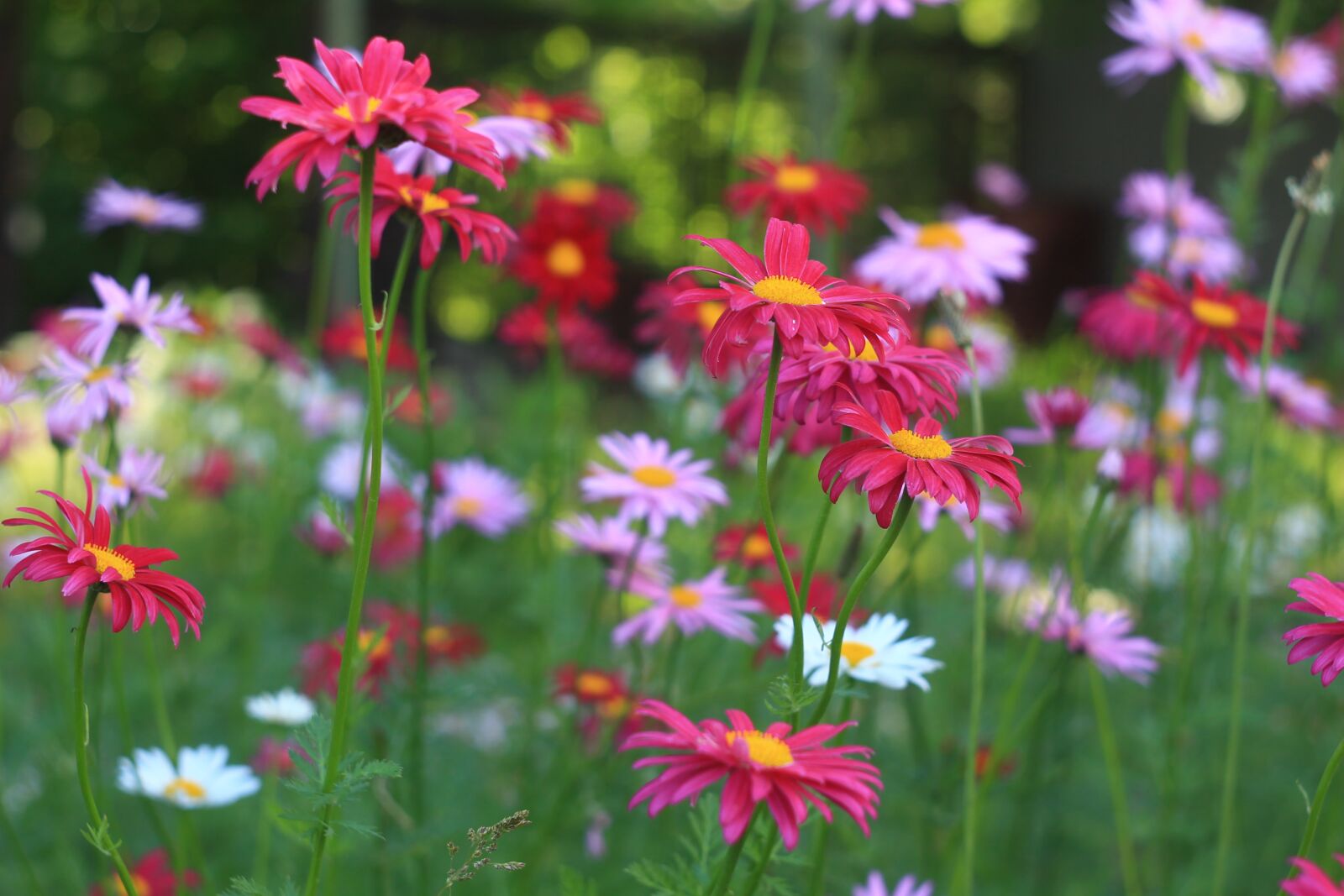 Canon EOS 1100D (EOS Rebel T3 / EOS Kiss X50) sample photo. Flowers, nature, floral photography