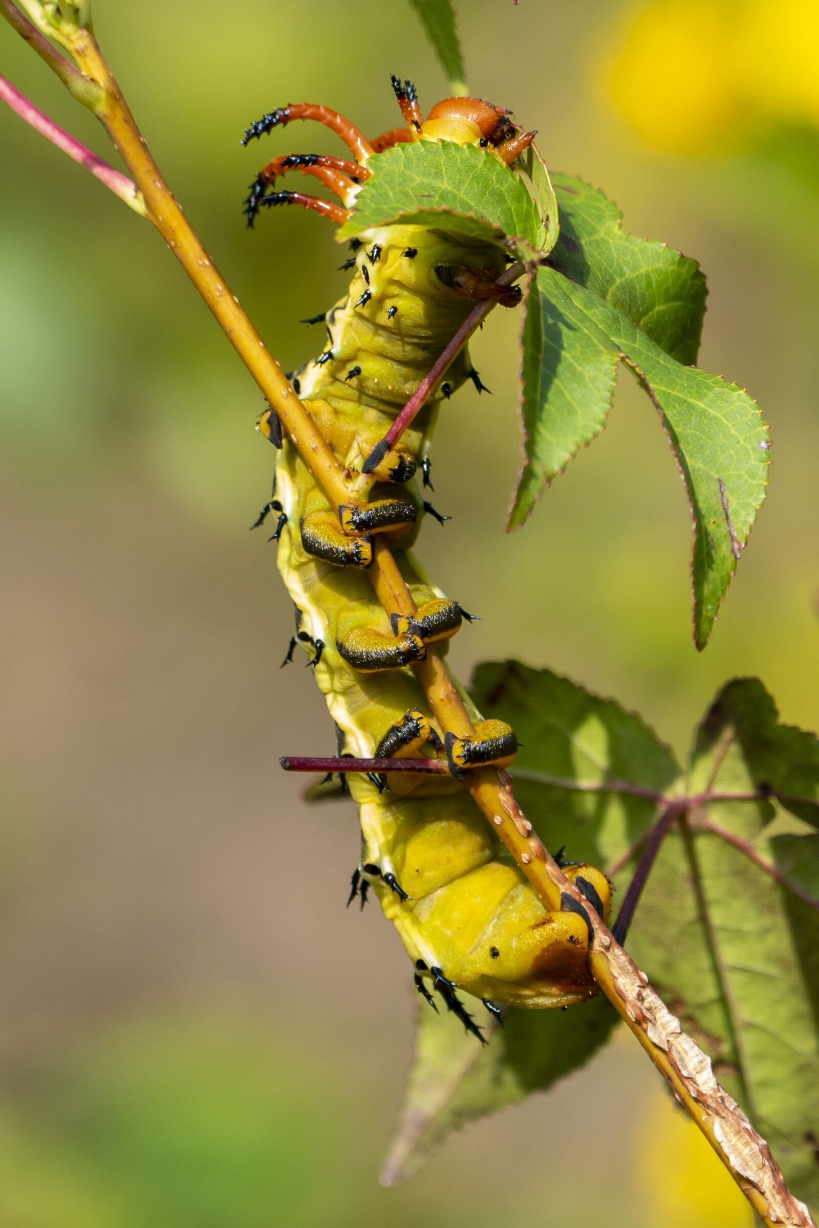 Panasonic Lumix DMC-FZ1000 sample photo. Caterpillar, insect, bug photography