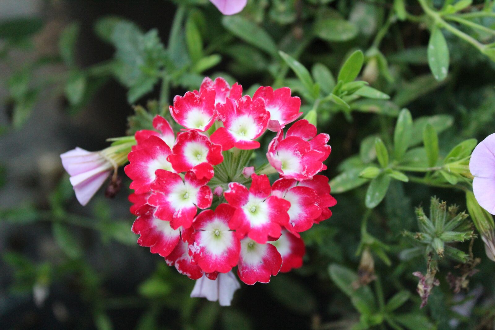 Canon EOS 1300D (EOS Rebel T6 / EOS Kiss X80) sample photo. Red and white flowers photography