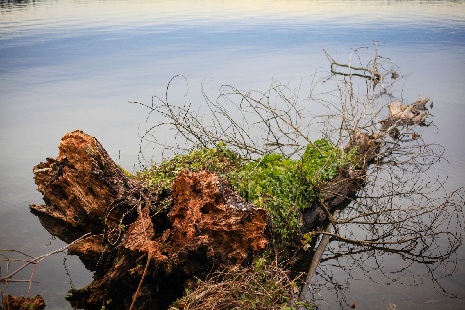 Canon EOS 5D Mark II sample photo. Tree trunk in the photography