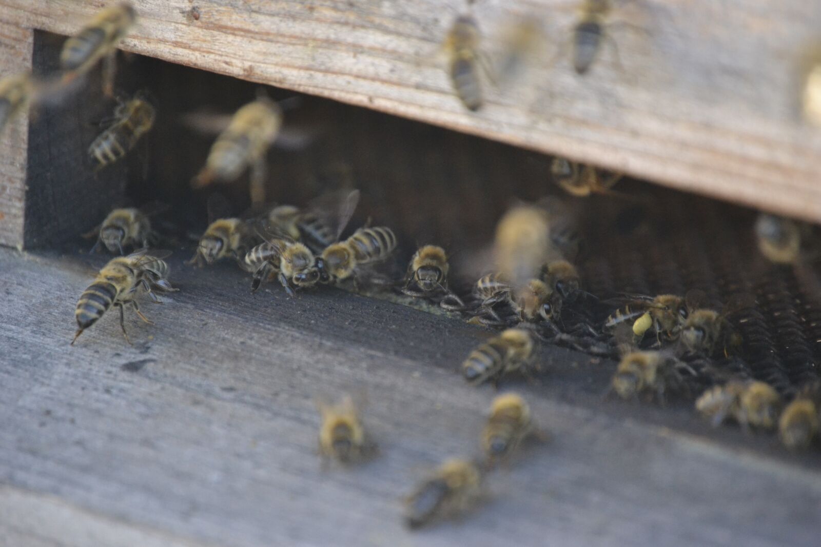 Nikon D3100 sample photo. Bees, bee swarm, the photography