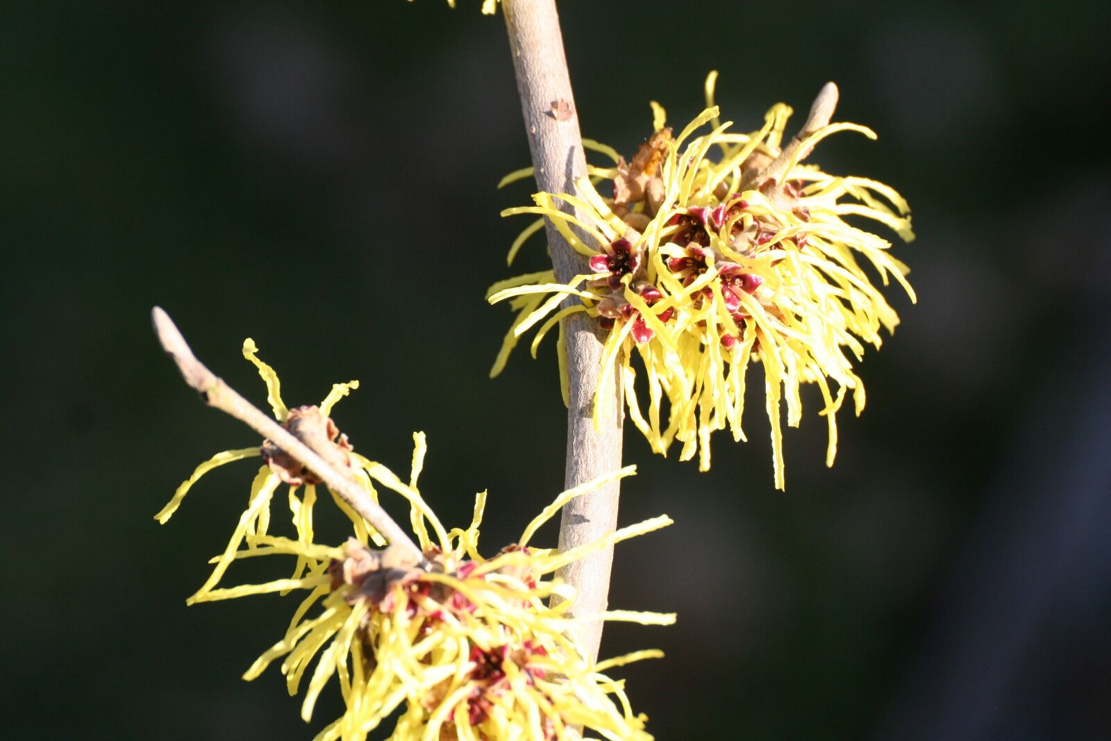 Canon EOS 350D (EOS Digital Rebel XT / EOS Kiss Digital N) sample photo. Witch hazel, bush, branch photography