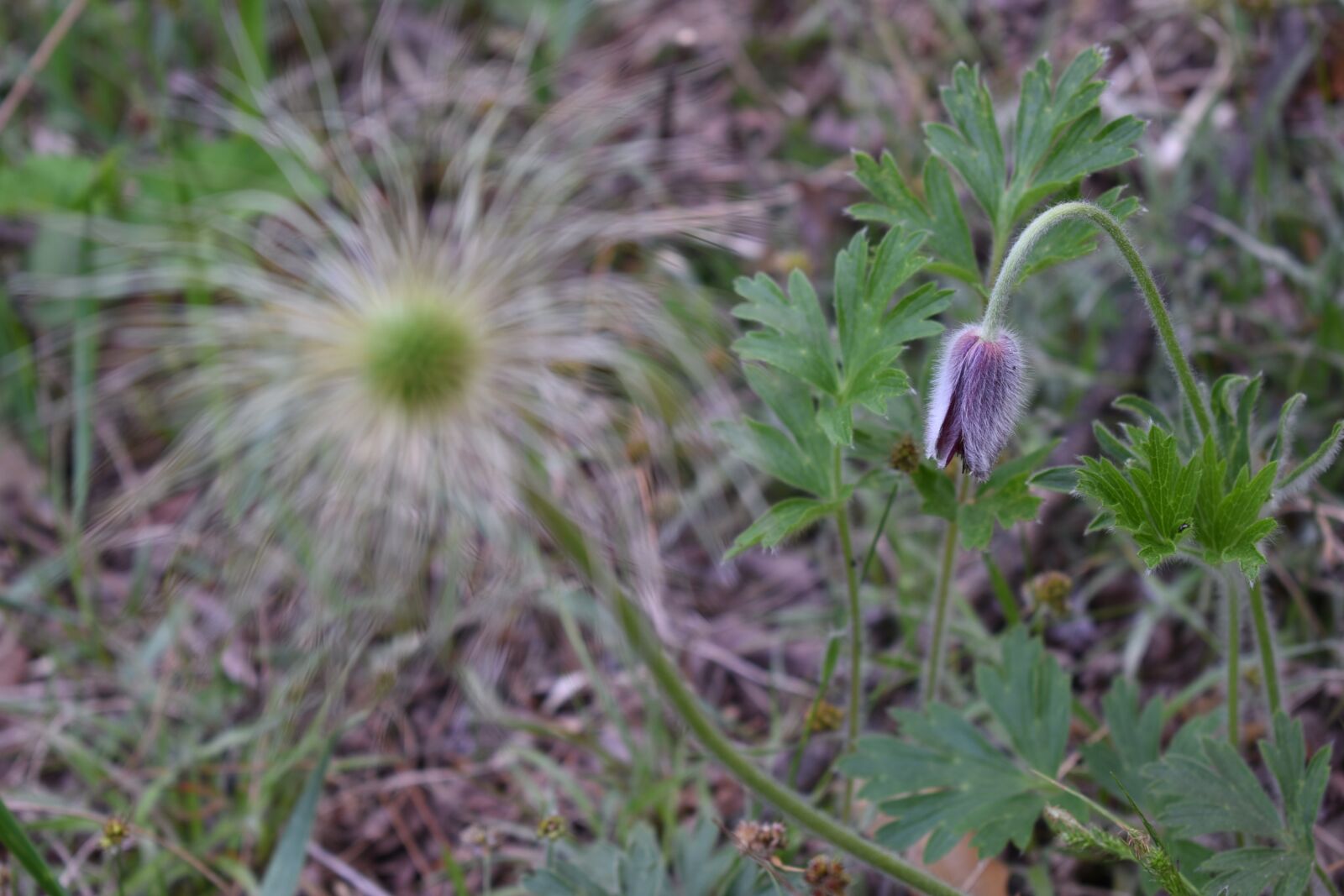 Nikon D750 sample photo. Do mi flower, flowers photography