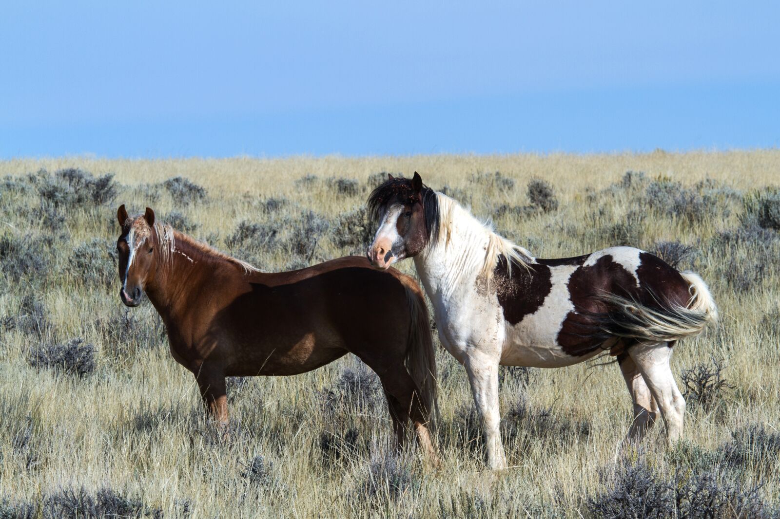 Canon EOS 7D sample photo. Wild horses, wild mustangs photography